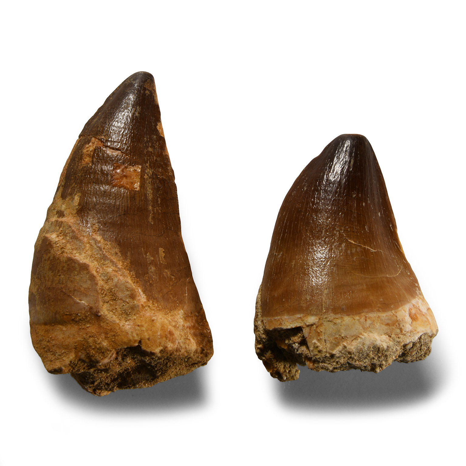 Natural History - Fossil Mosasaur Tooth Group