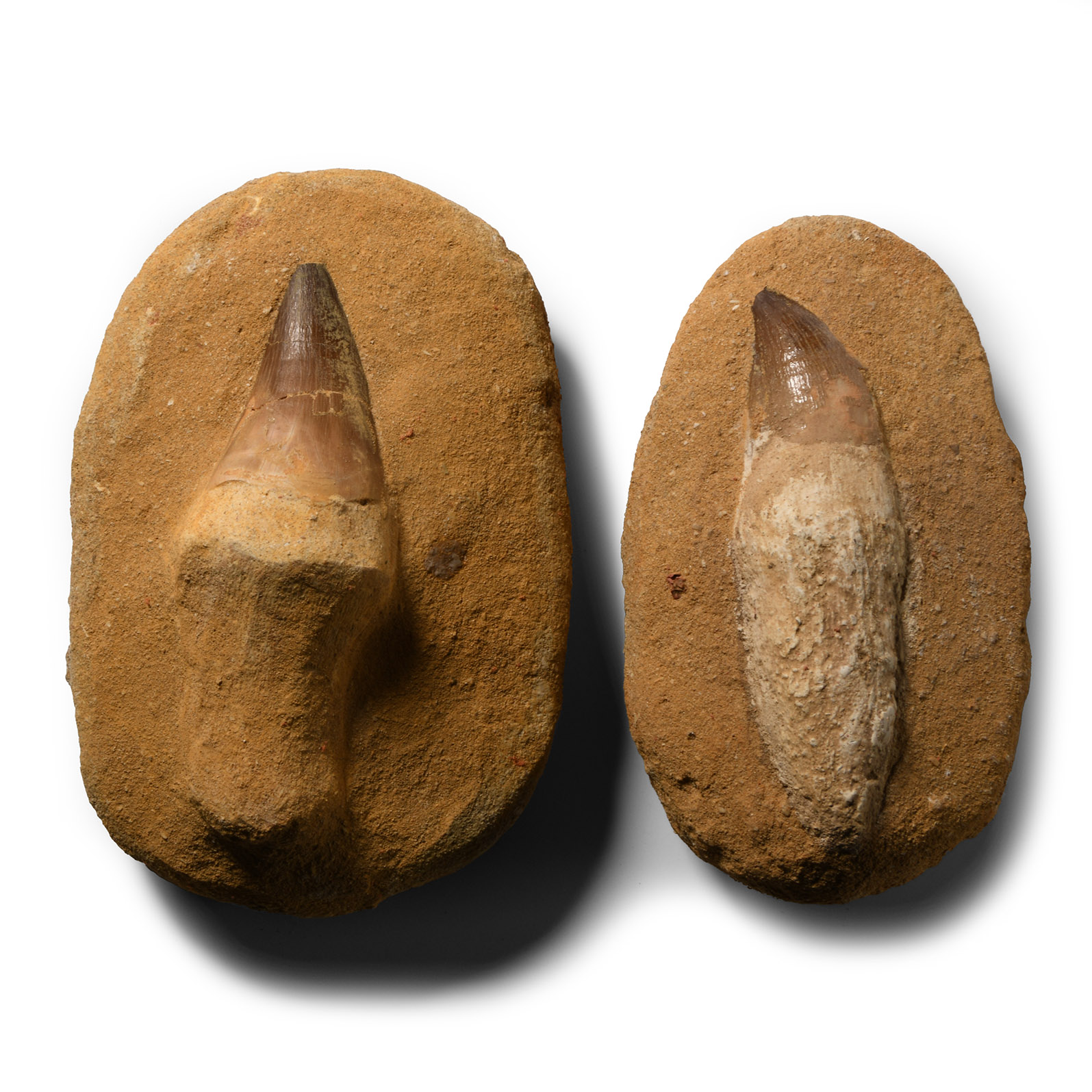 Natural History - Fossil Mosasaur Tooth Pair