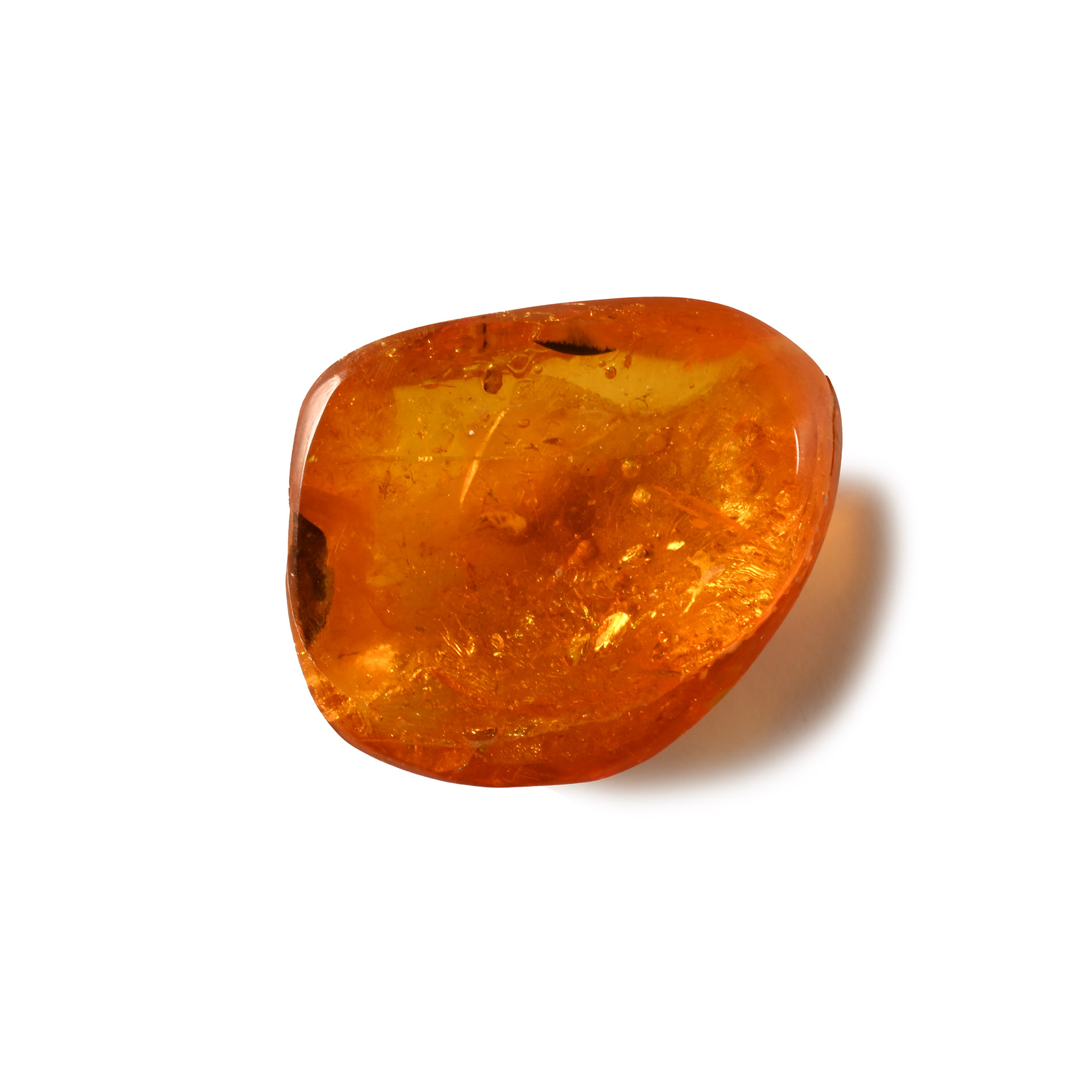 Natural History - Fly in Baltic Amber