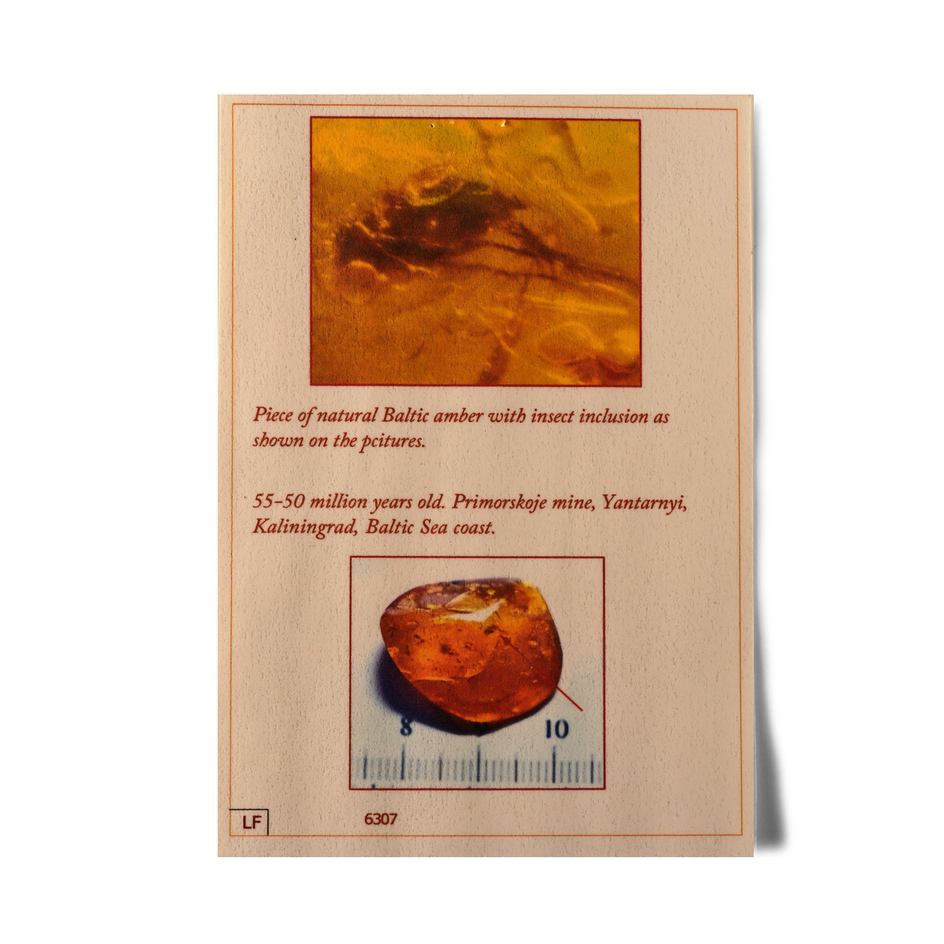 Natural History - Fly in Baltic Amber