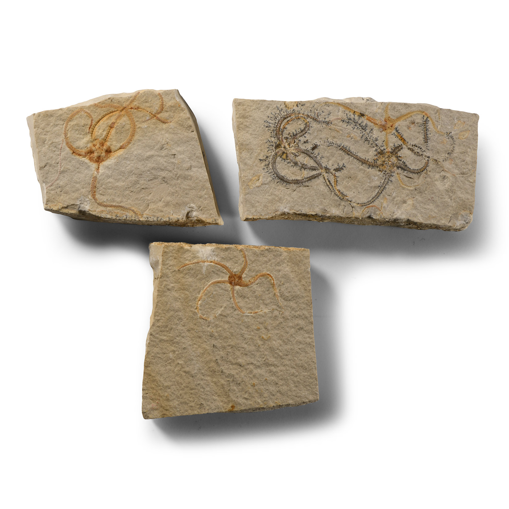 Natural History - Fossil Sinosura Starfish Group