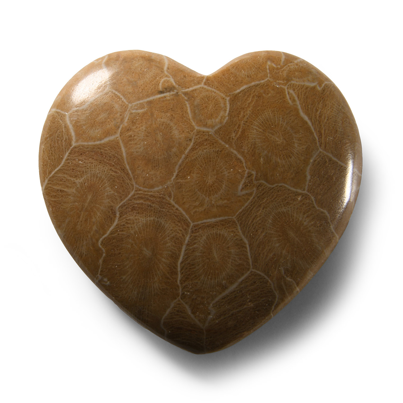 Natural History - Polished Fossil Coral Head Heart Palmstone