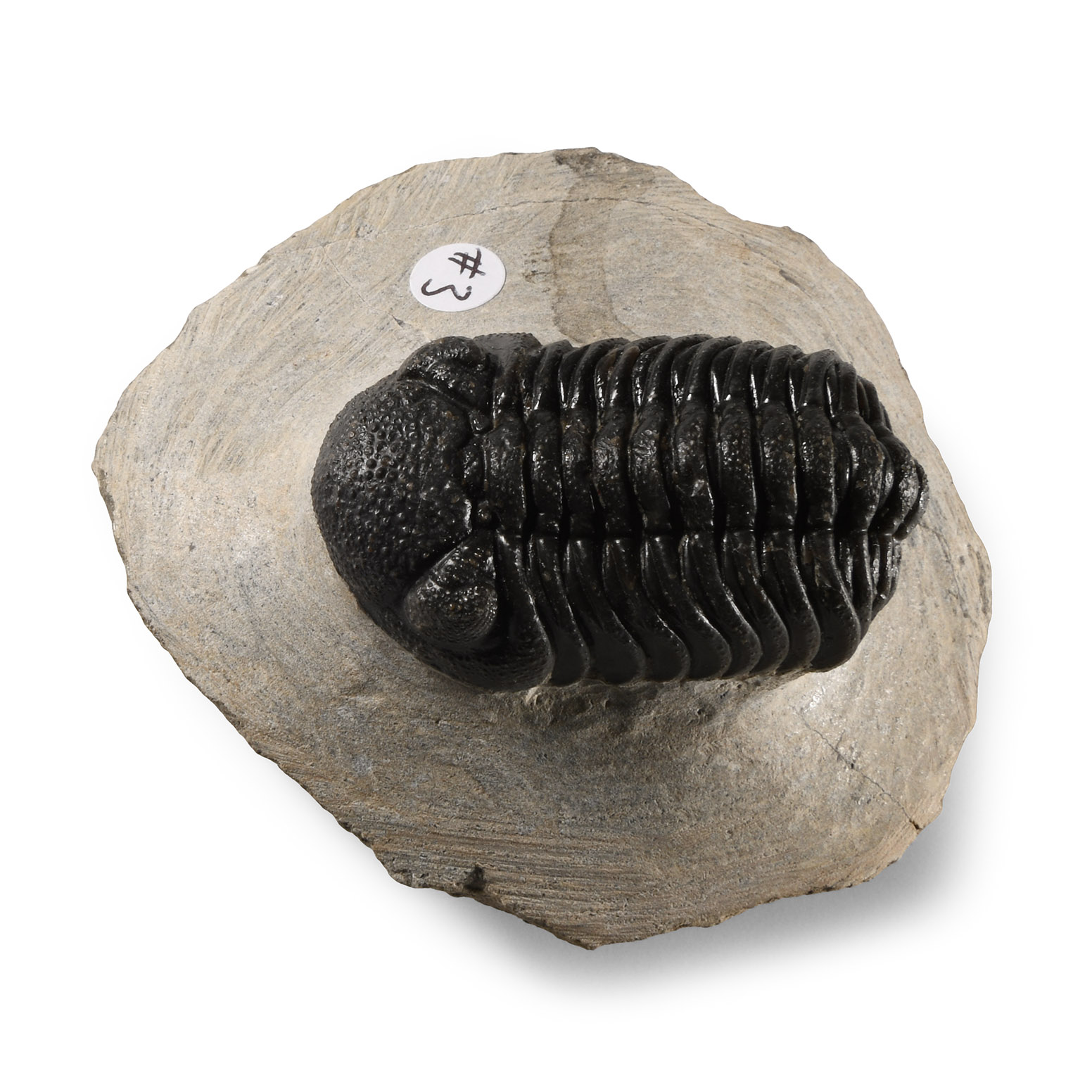 Natural History - Fossil Speculator Trilobite