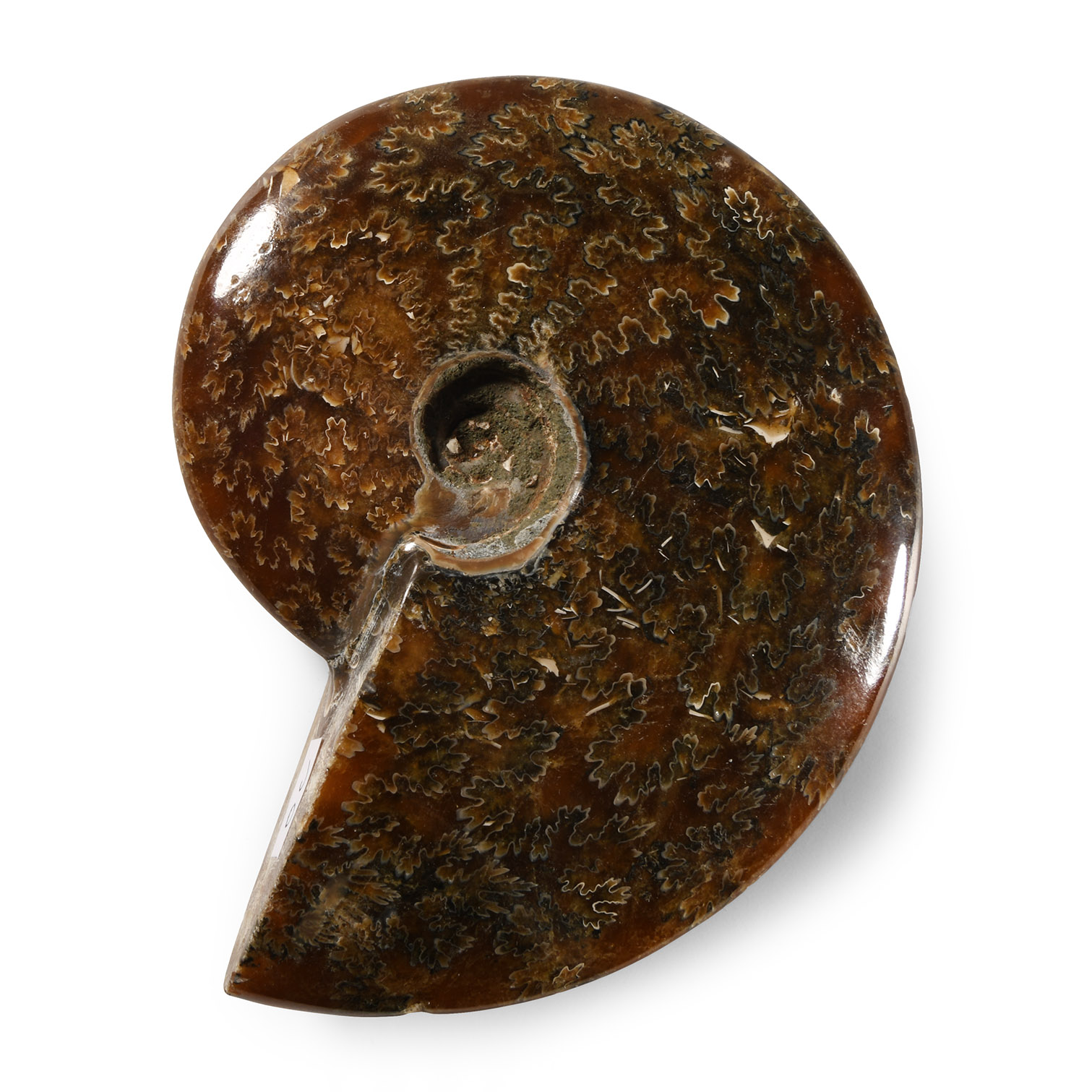 Natural History - Polished Fossil Ammonite