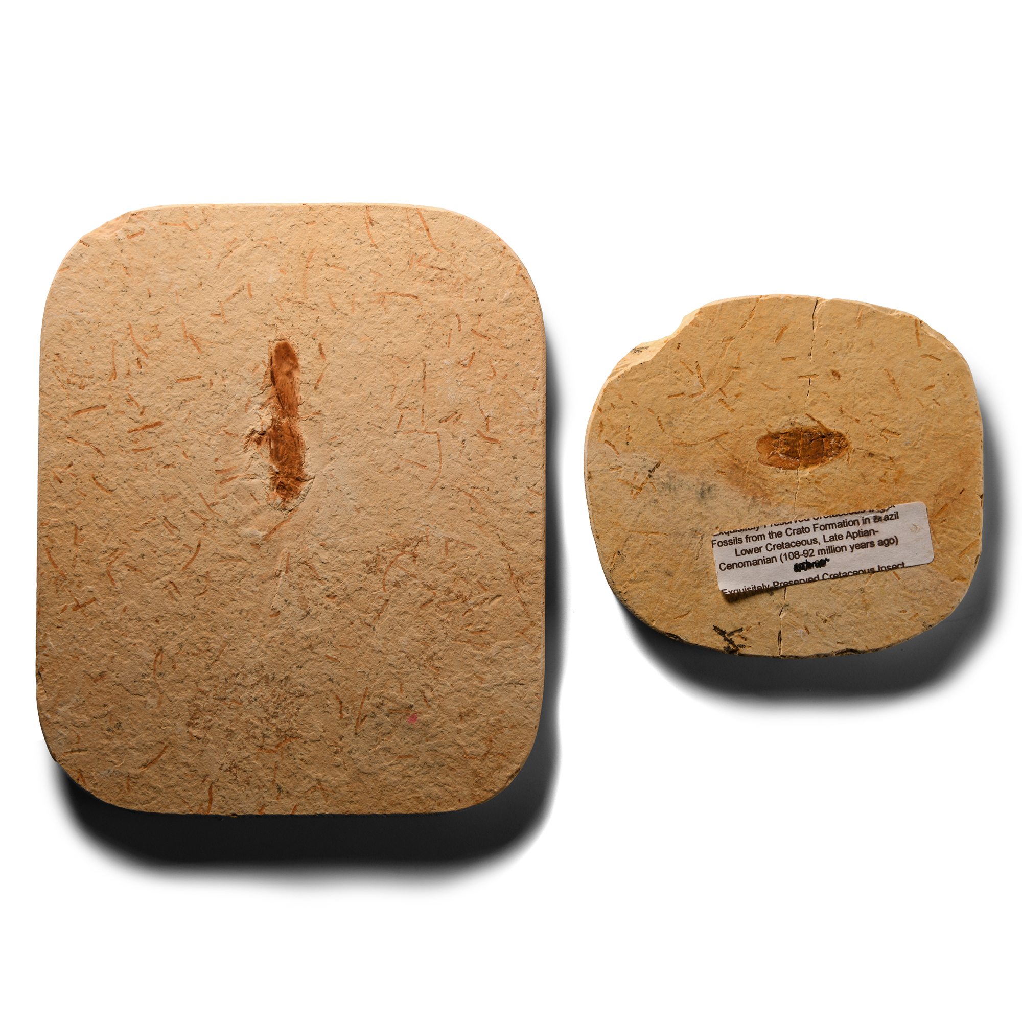 Natural History - Fossil Insects in Matrix Collection