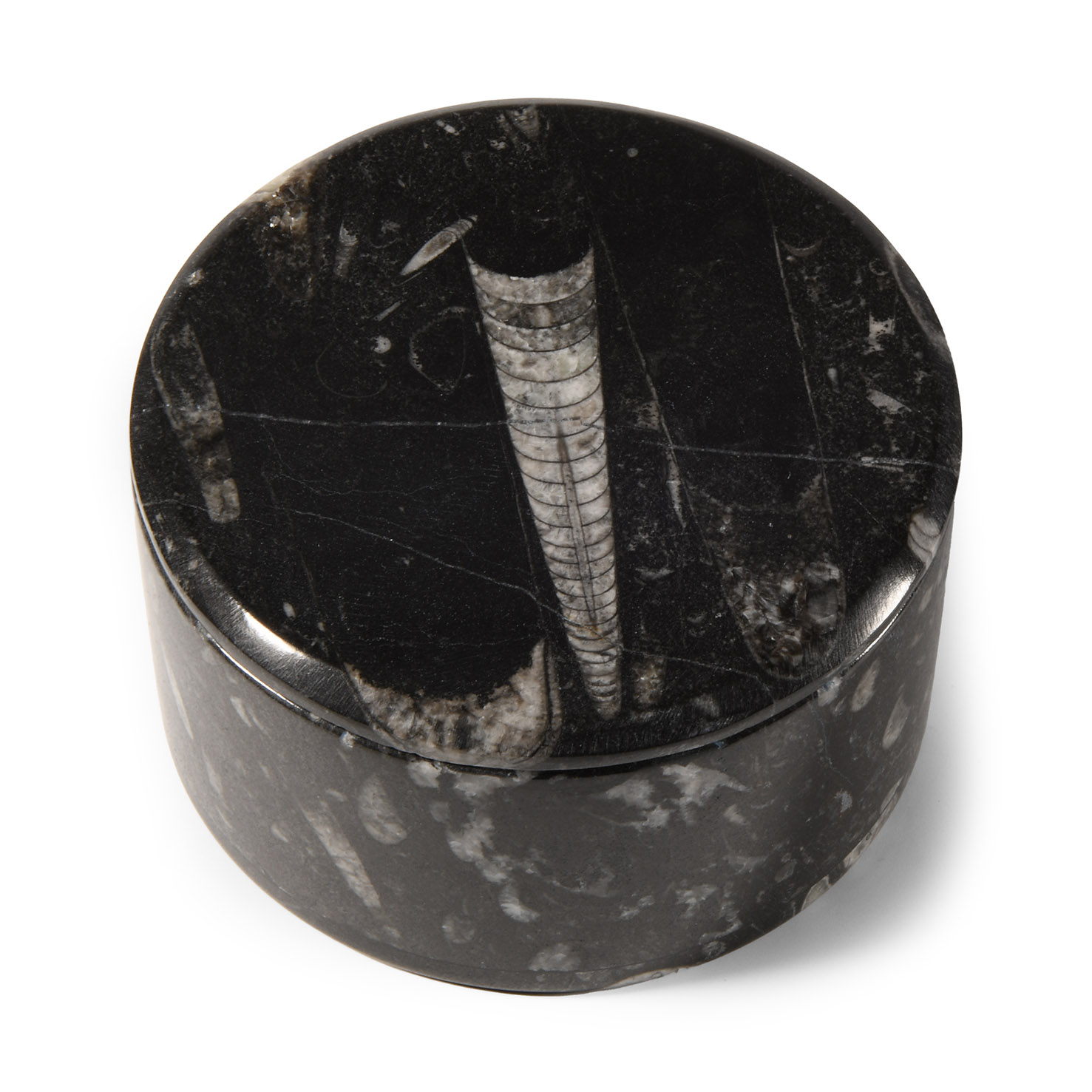 Natural History - Polished Fossil Orthoceras Jewellery Box