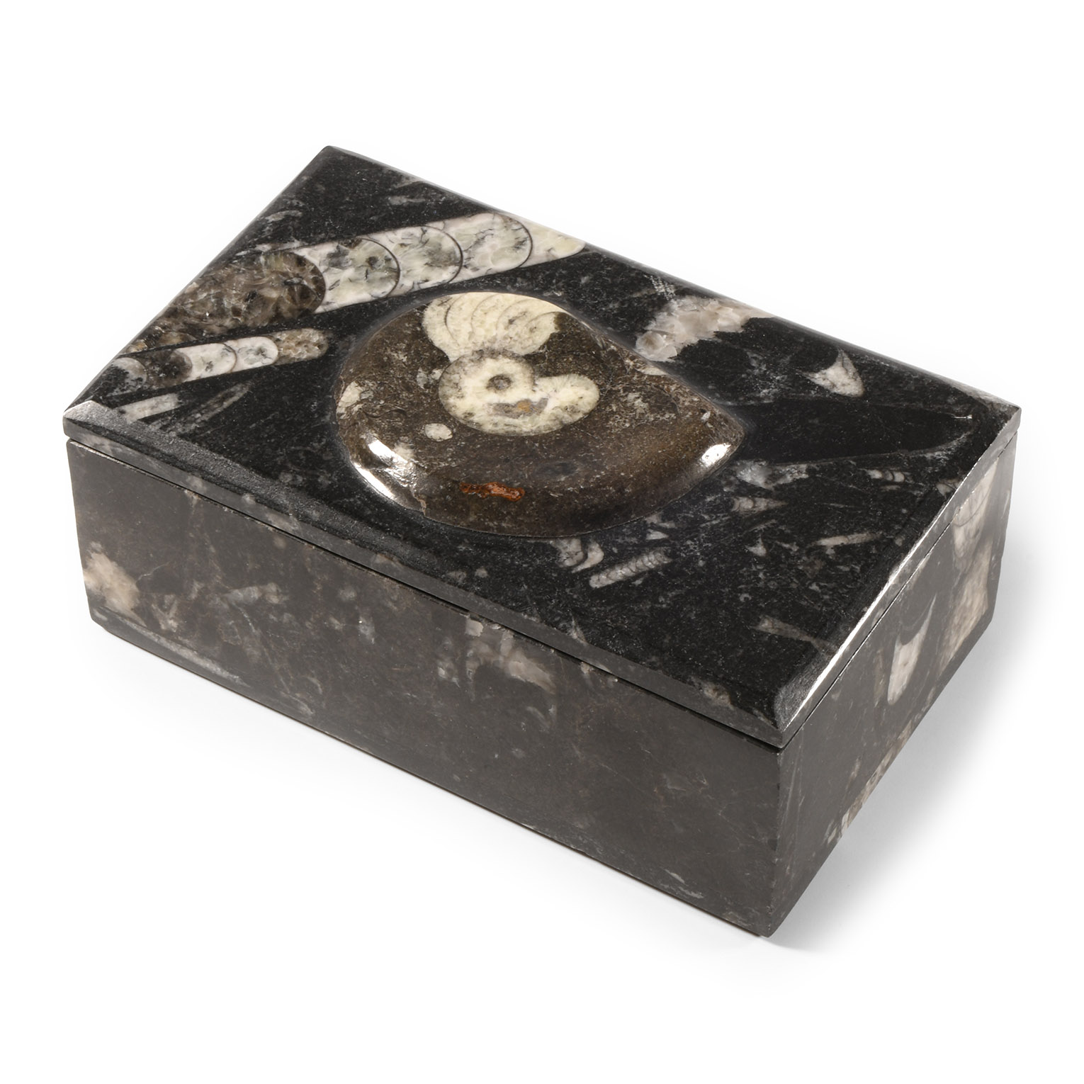 Natural History - Polished Goniatite Jewellery Box