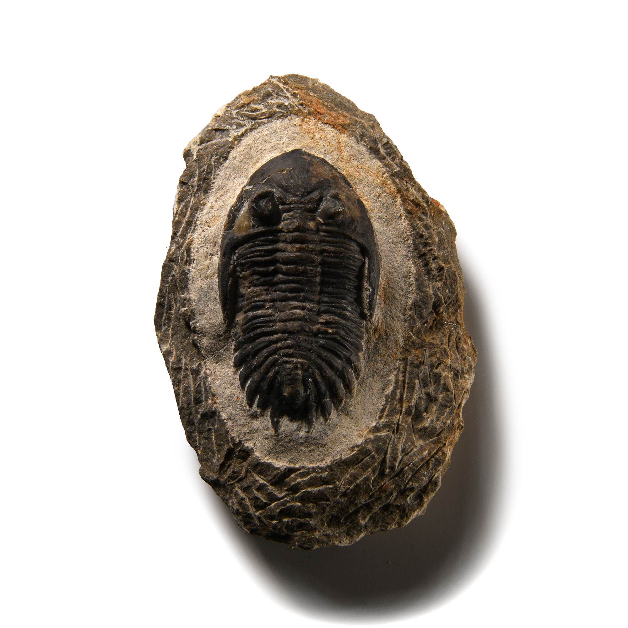 Natural History - Fossil Cornuproetus Trilobite