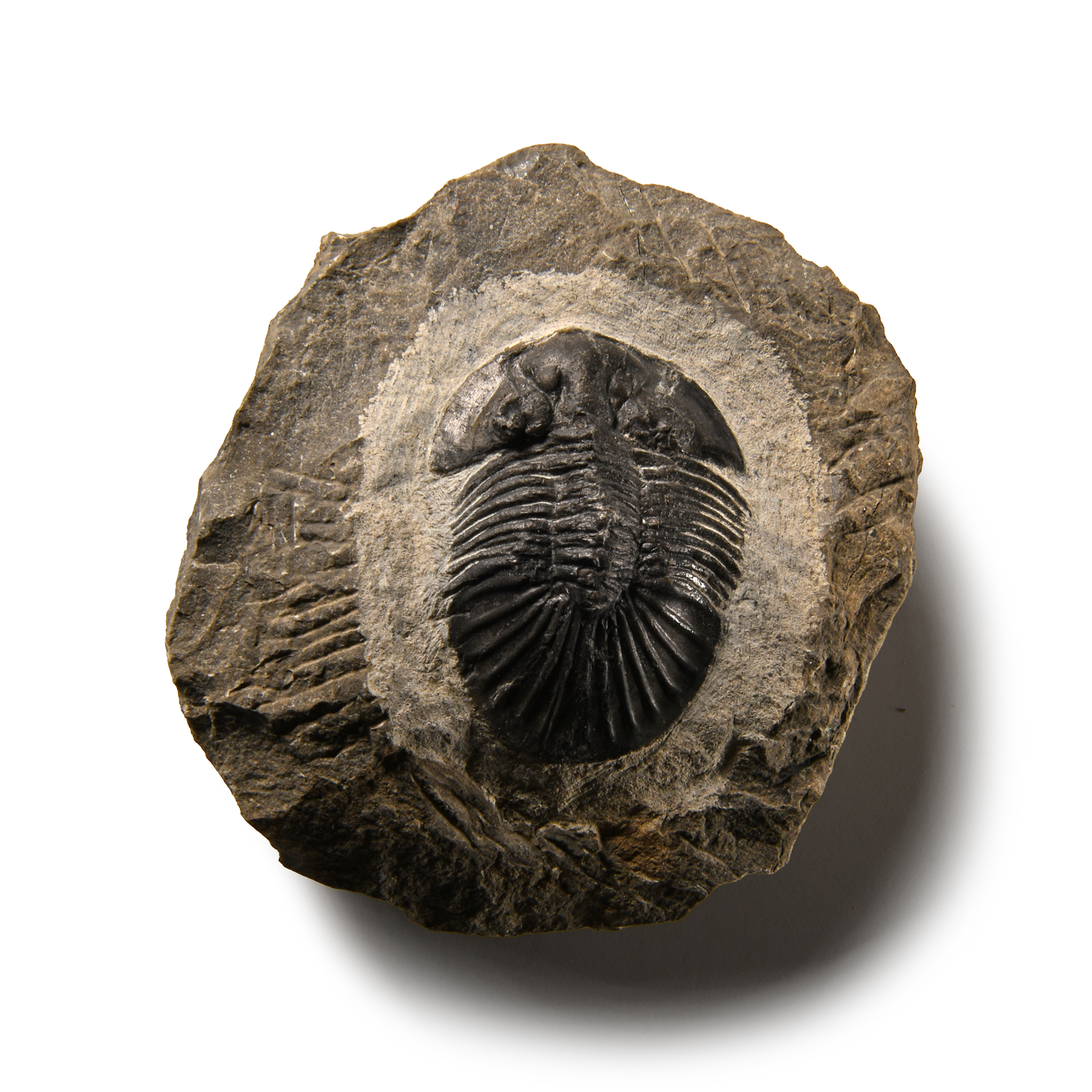 Natural History - Fossil Scutellum Trilobite