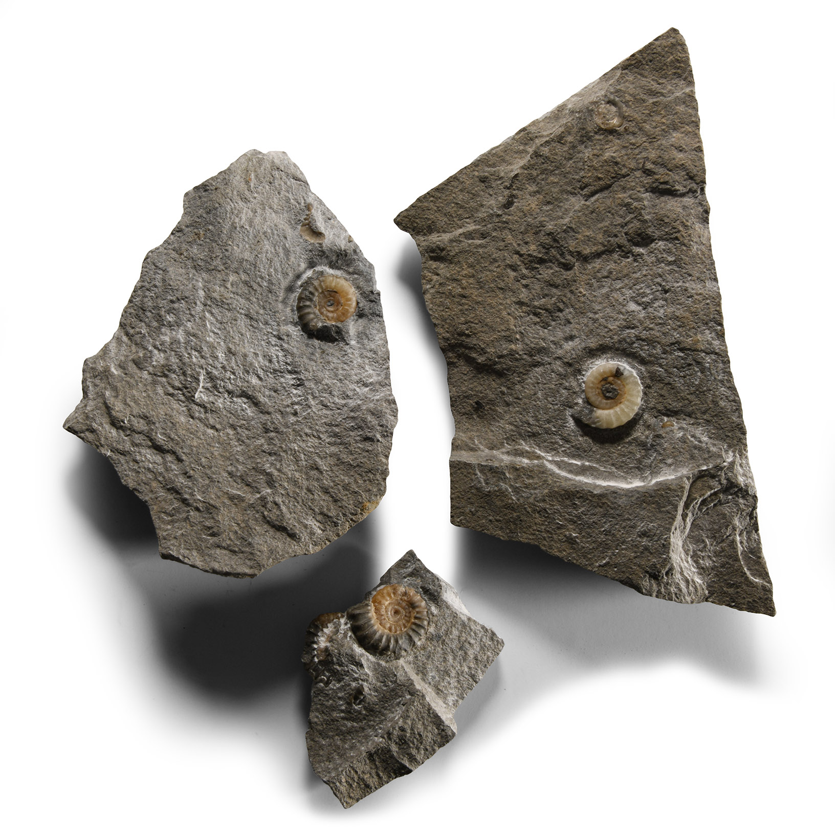 Natural History - Charmouth Fossil Ammonite Group