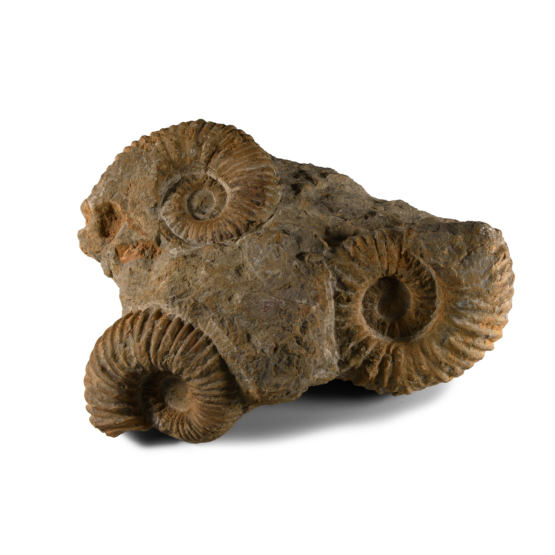 Natural History - Fossil Triple Agadir Ammonite