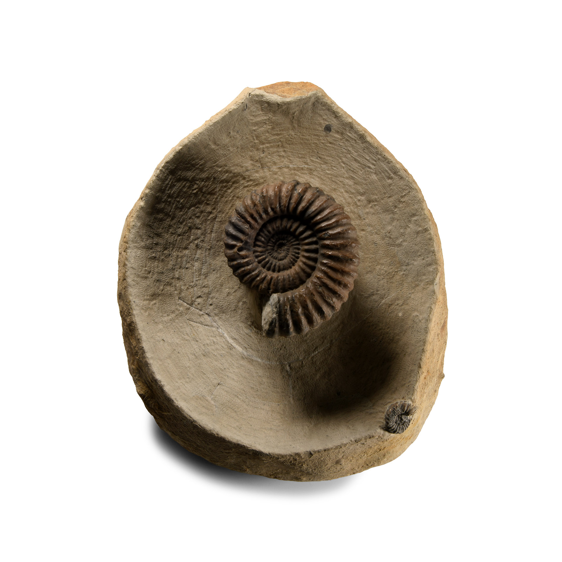 Natural History - Large Ammonite Display