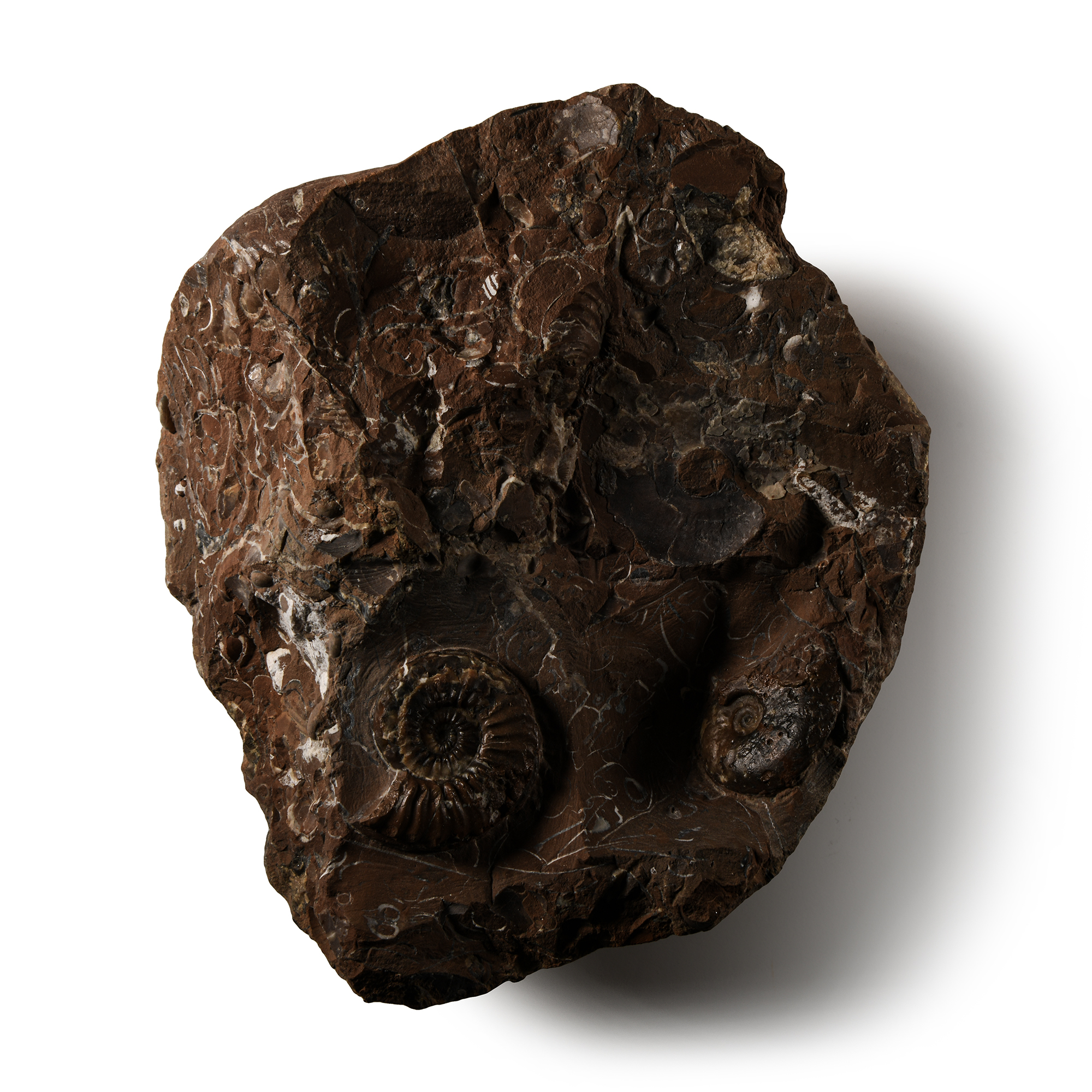 Natural History - Whitby Dac Fossil Ammonite Cluster