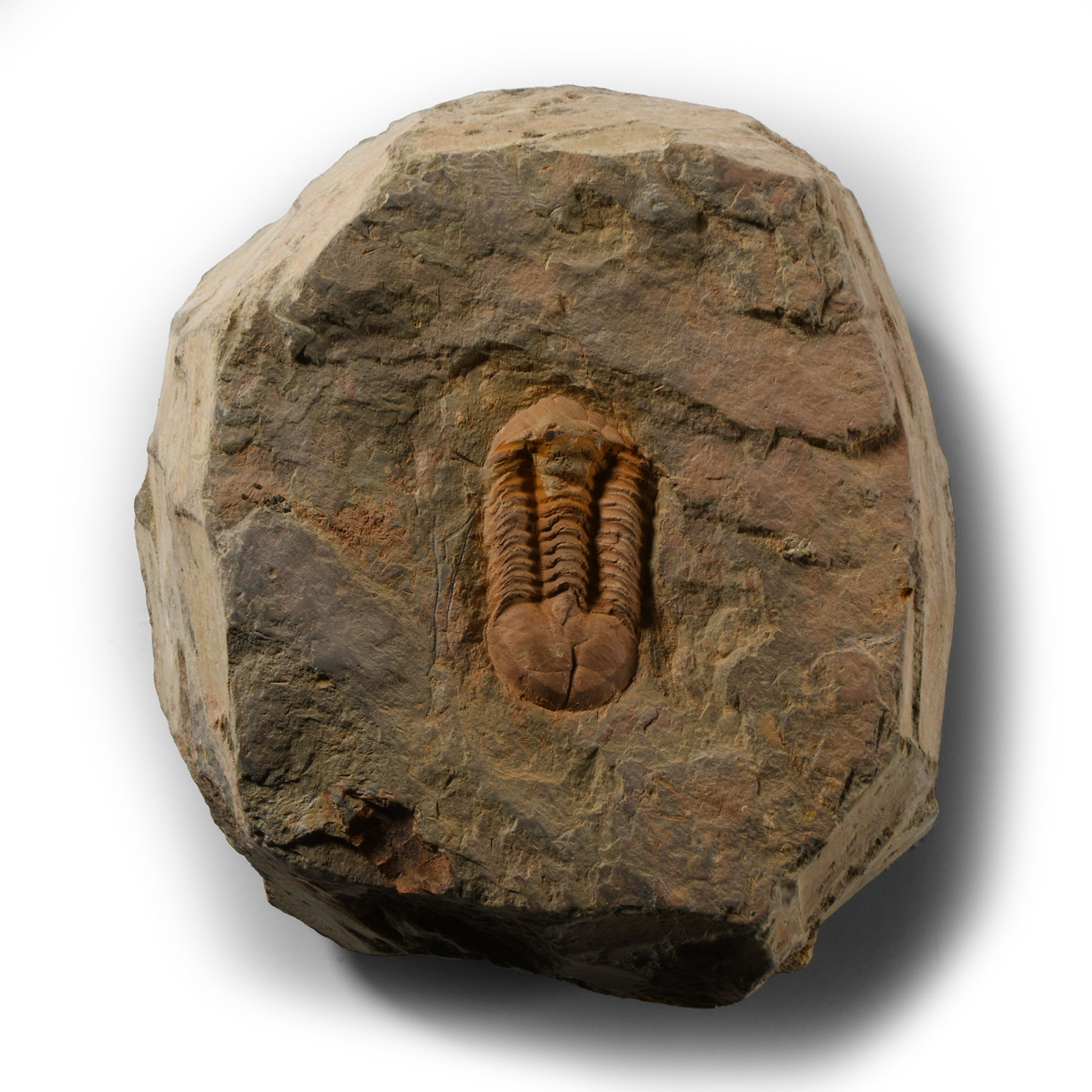 Natural History - Fossil Hamatolenus Trilobite