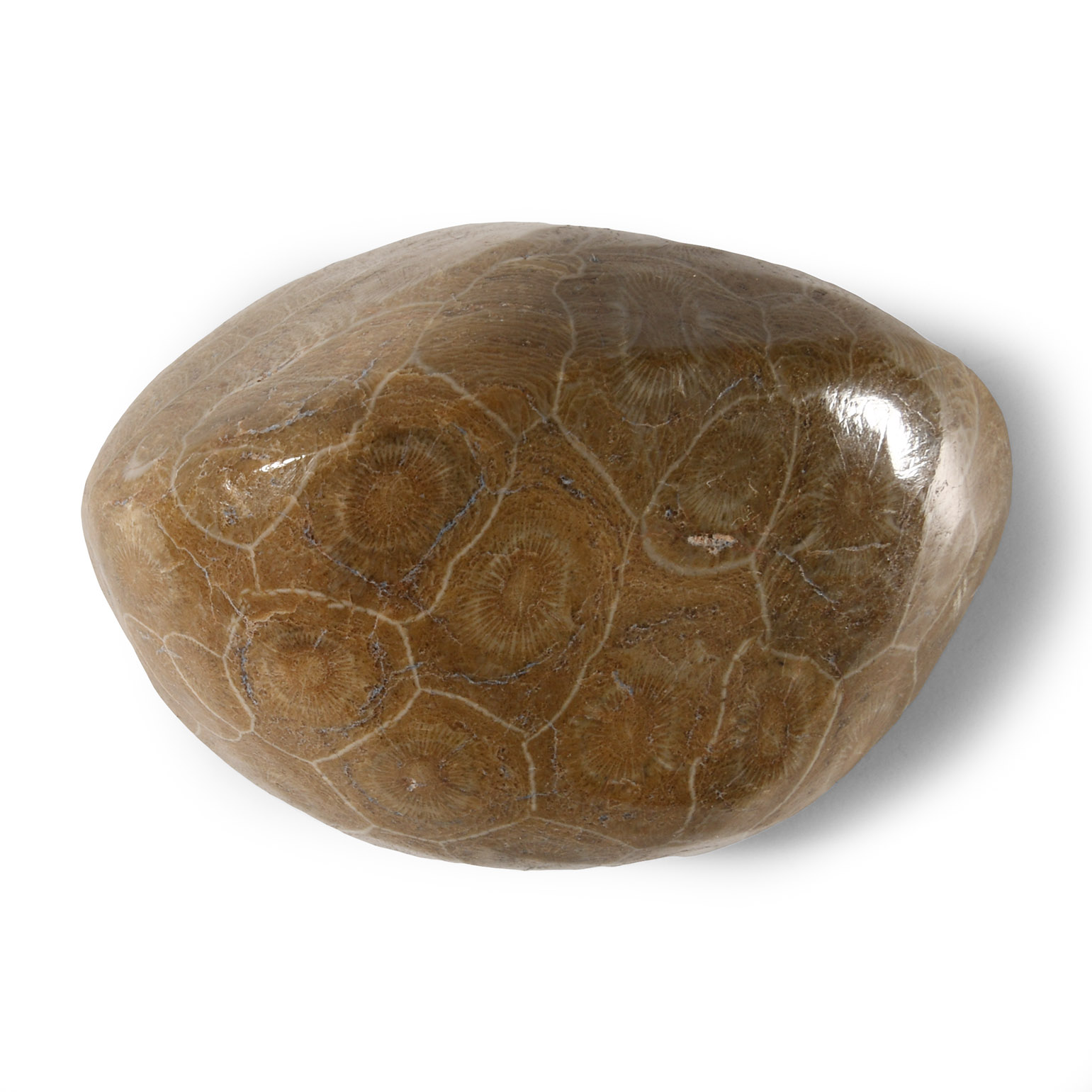 Natural History - Polished Fossil Coral Heads