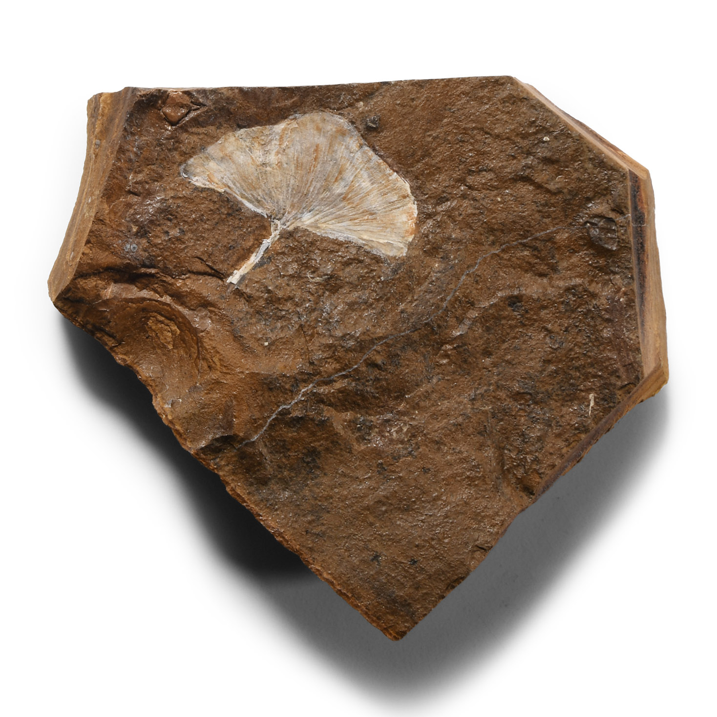 Natural History - Fossil Ginko Leaf