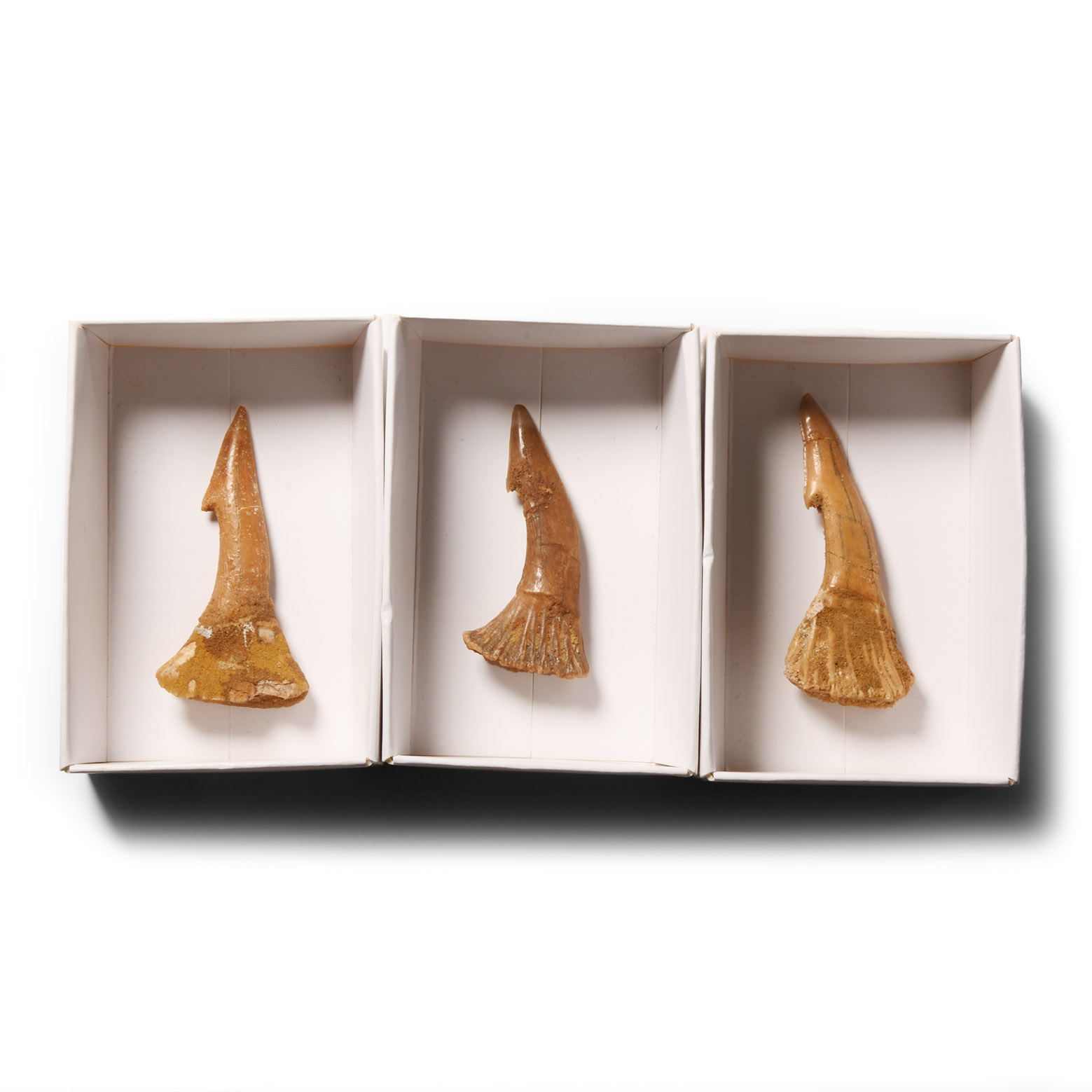 Natural History - 'Onchosaur' Fossil Rostral Spine Group