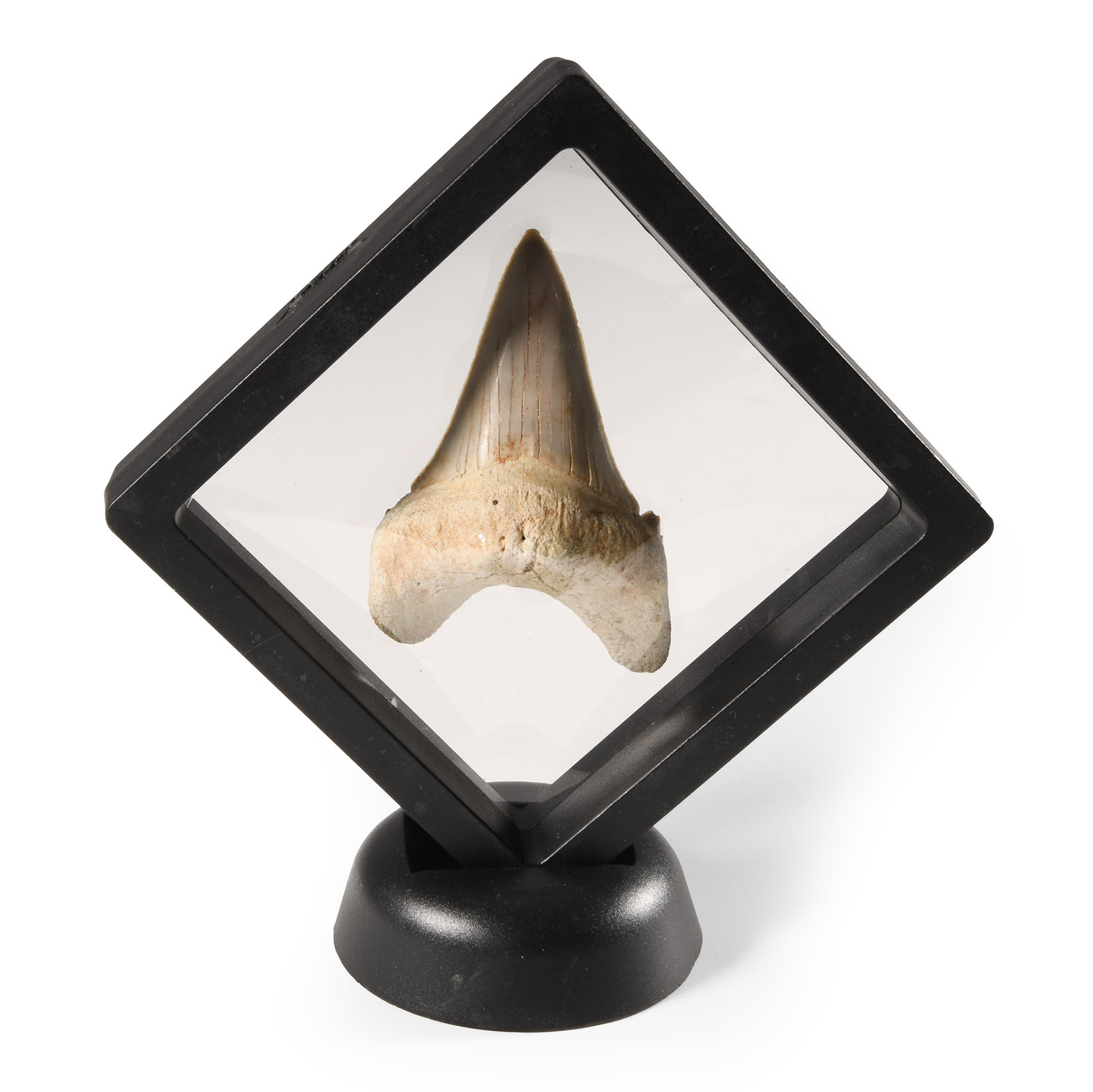 Natural History - Otodus Shark Fossil Tooth in Display Frame