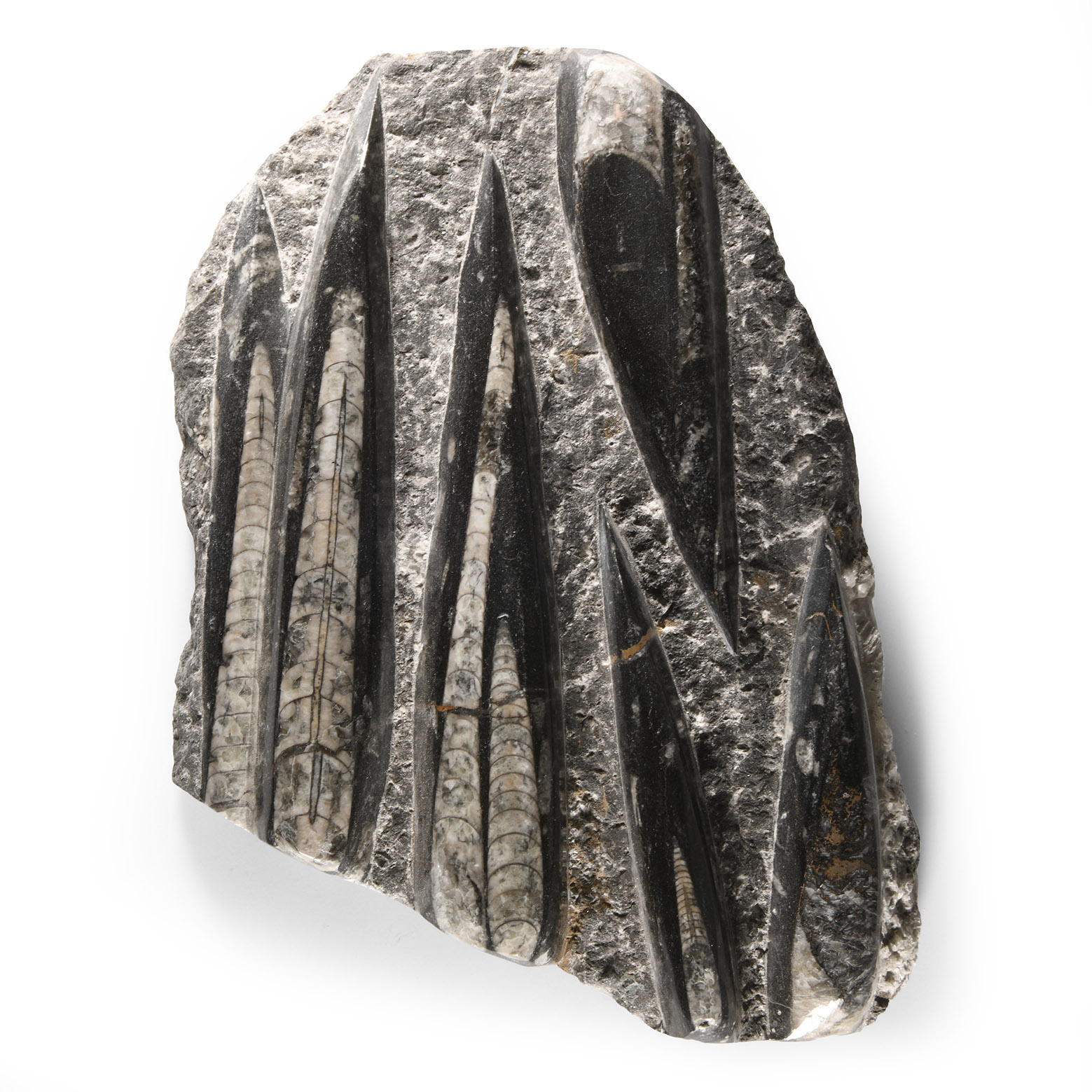Natural History - Polished Orthoceras Fossil Column
