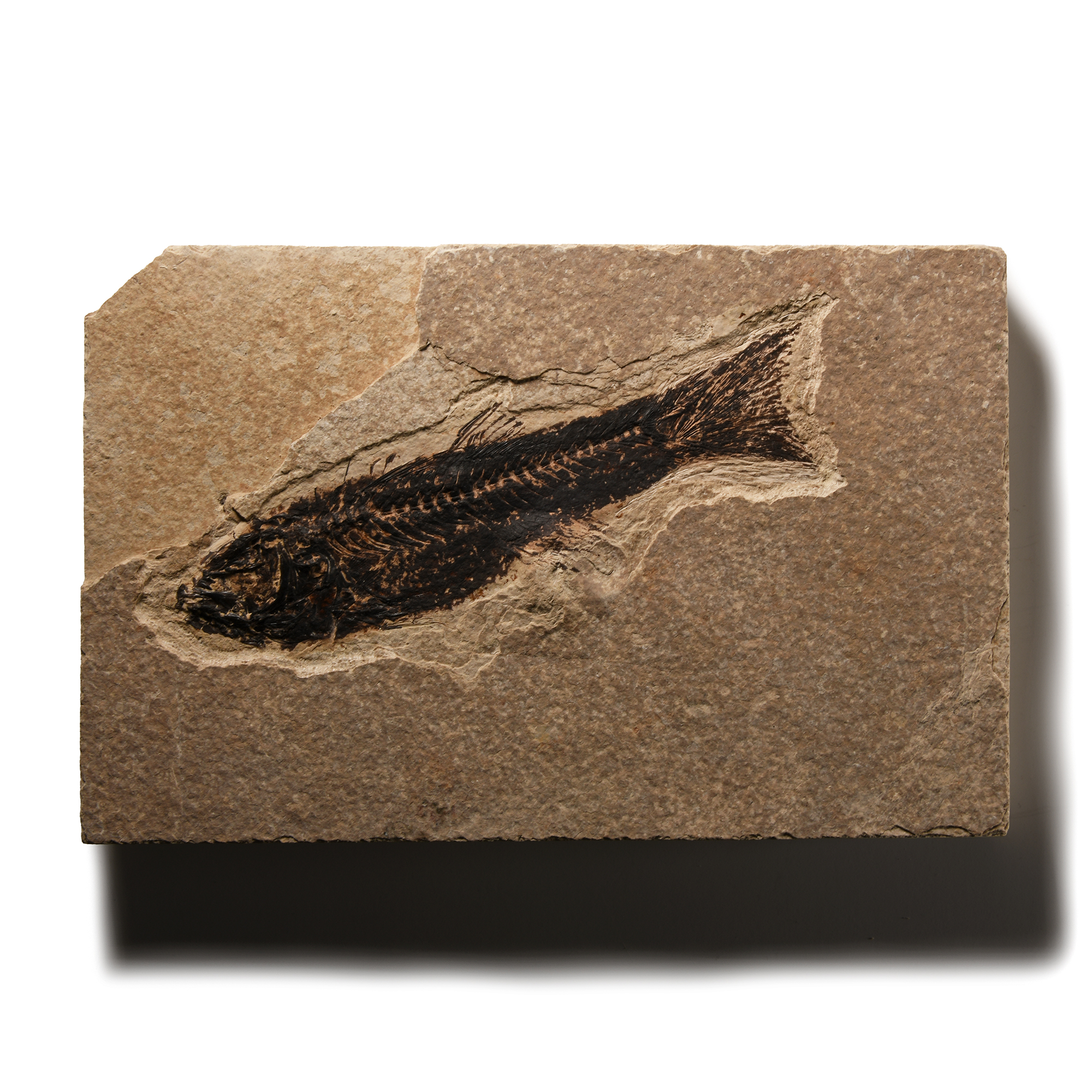 Natural History - Knightia Fossil Fish