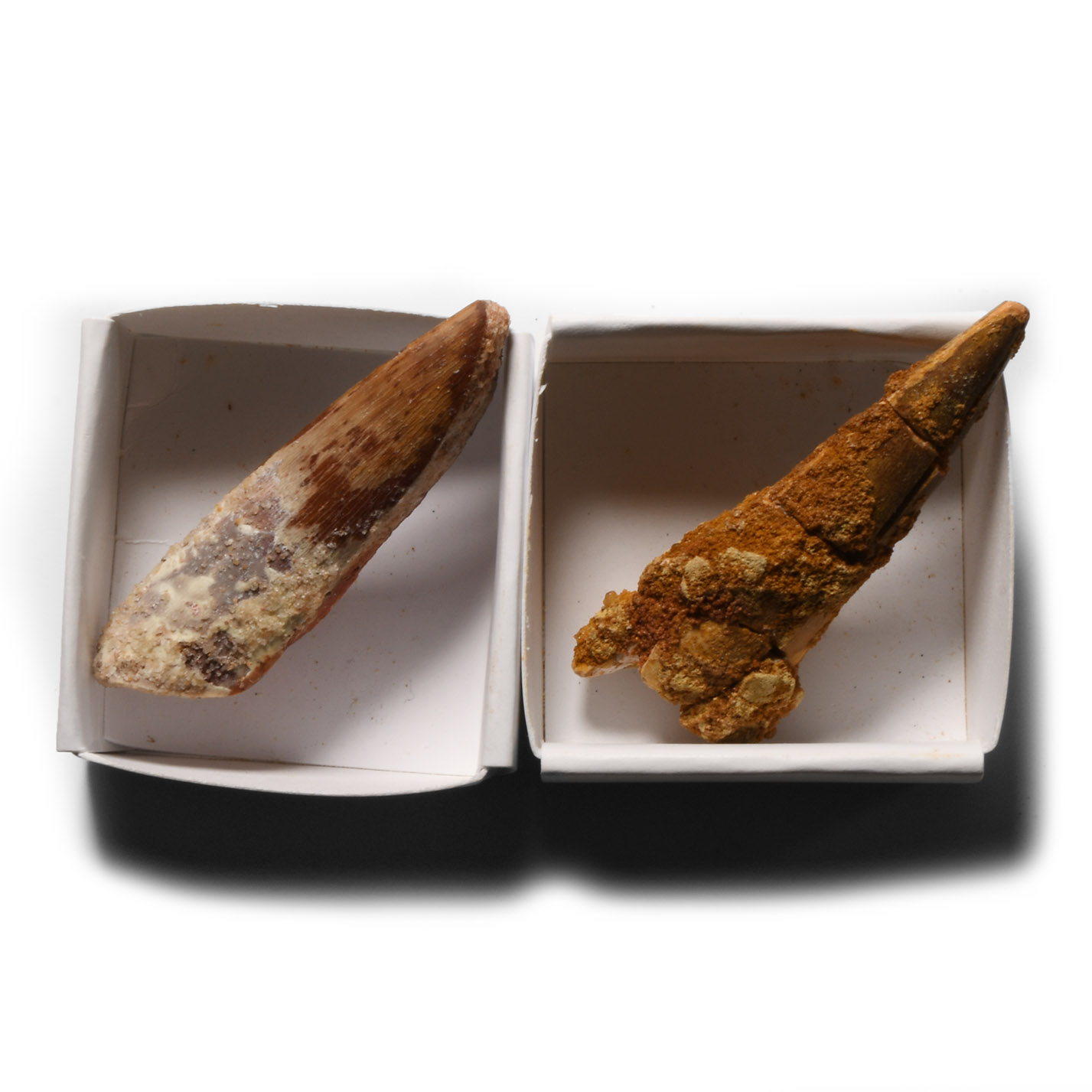 Natural History - Fossil Spinosaurus Dinosaurus Tooth Pair