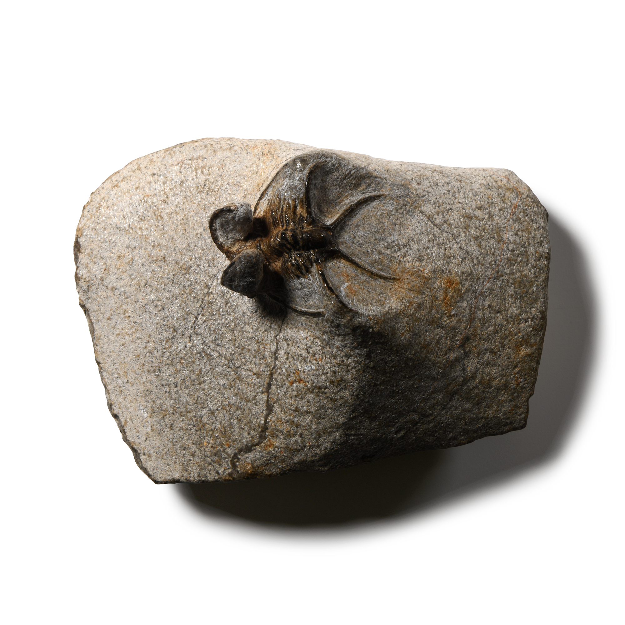 Natural History - Fossil Dicranurus Monstrosus Trilobite