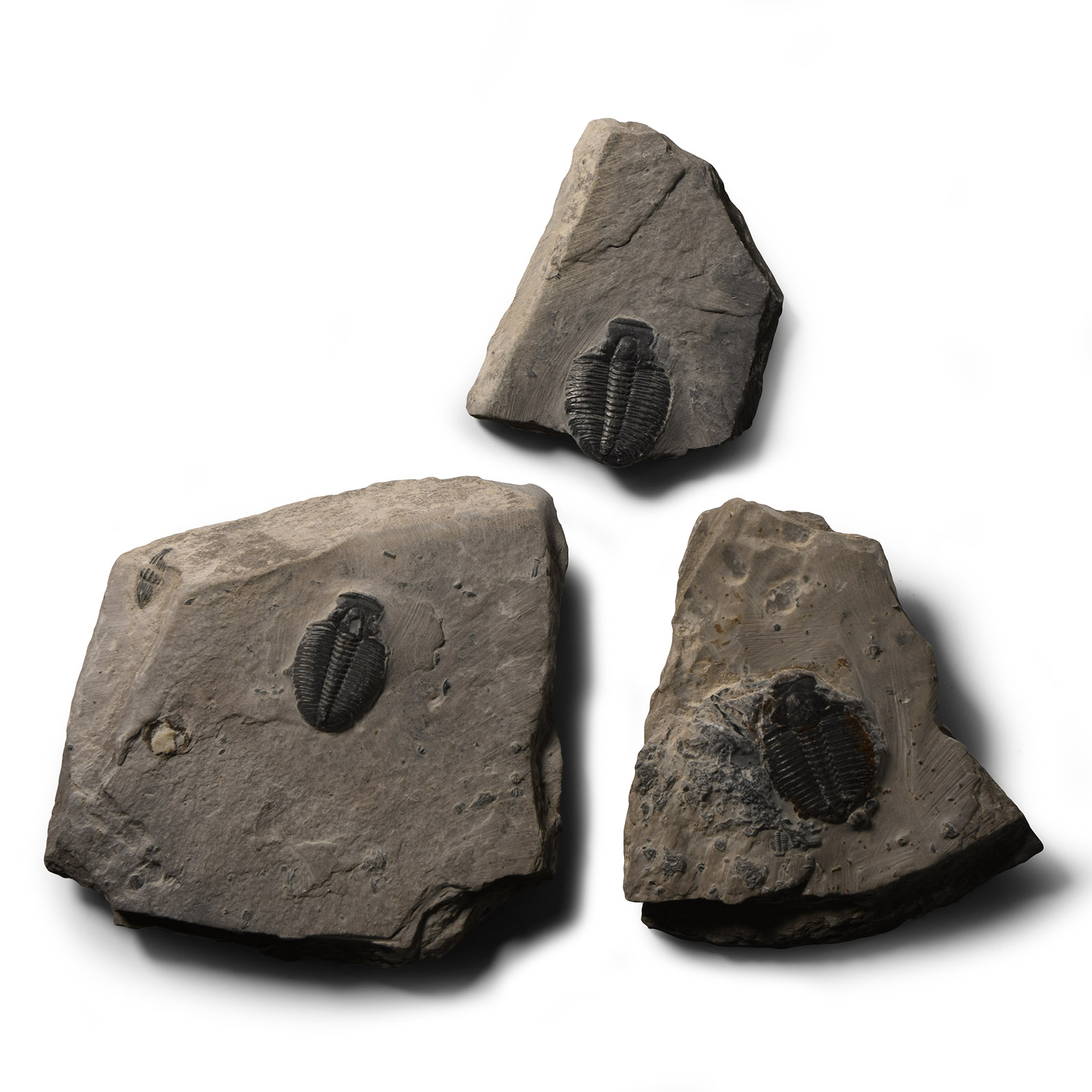 Natural History - Fossil Kingii Trilobite Group