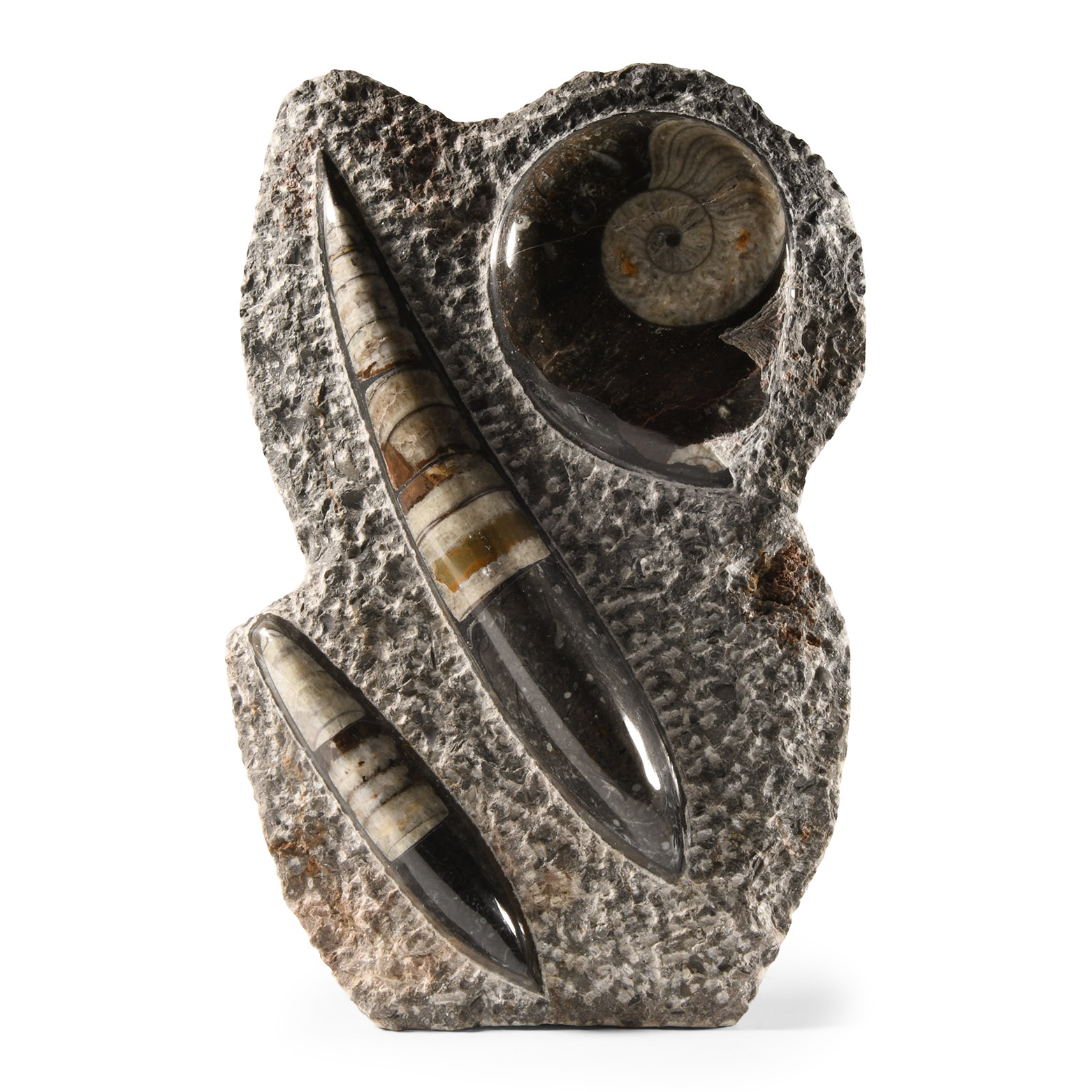 Natural History - Fossil Goniatite and Orthoceras Display