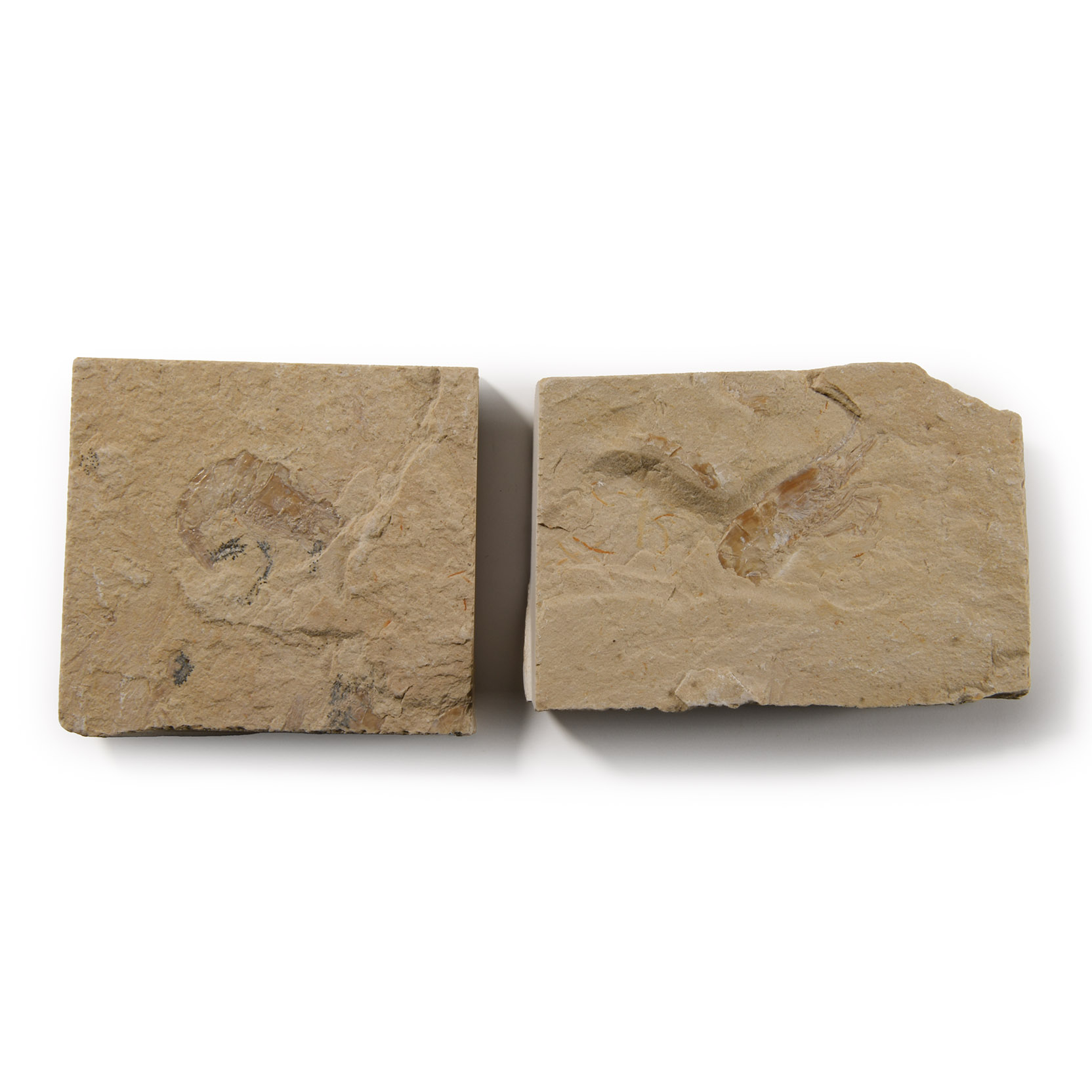 Natural History - Fossil Shrimp Group