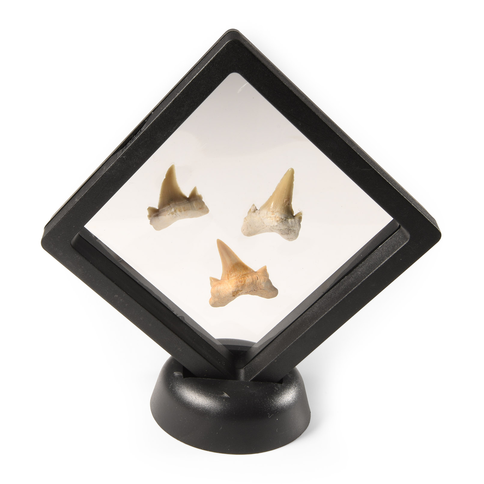 Natural History - Fossil Otodus Shark Tooth Display