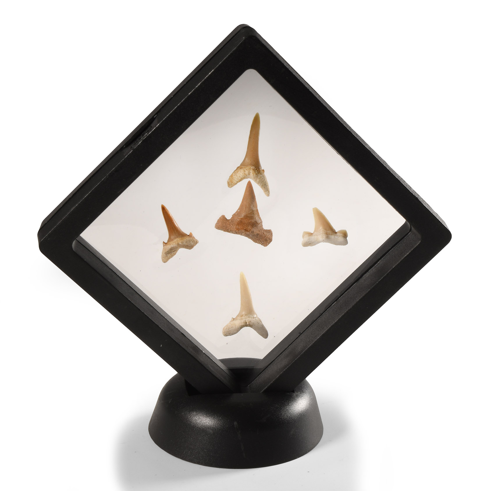 Natural History - Fossil Sand Shark Tooth Display