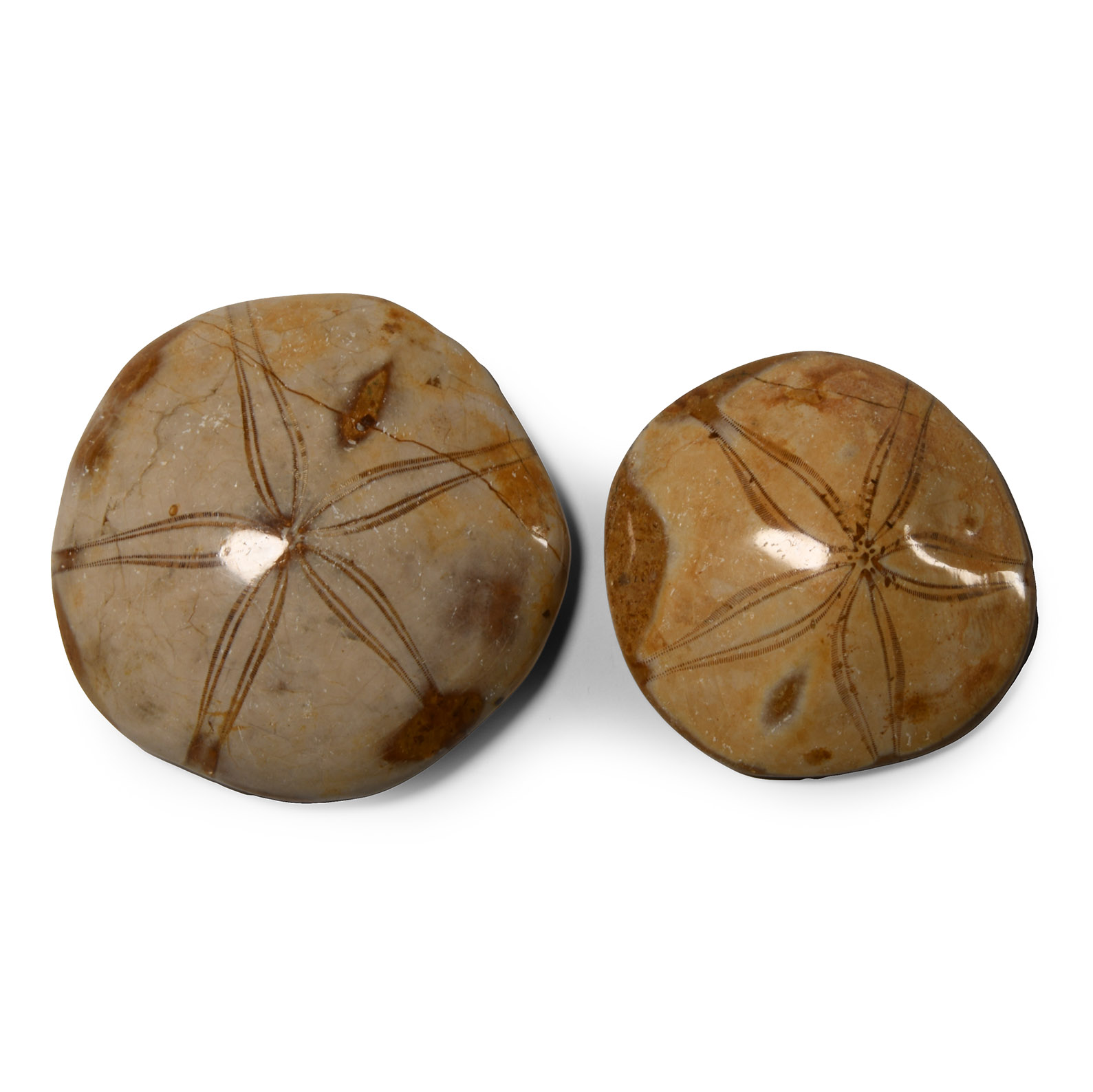 Natural History - Polished Fossil Sand Dollar Pair