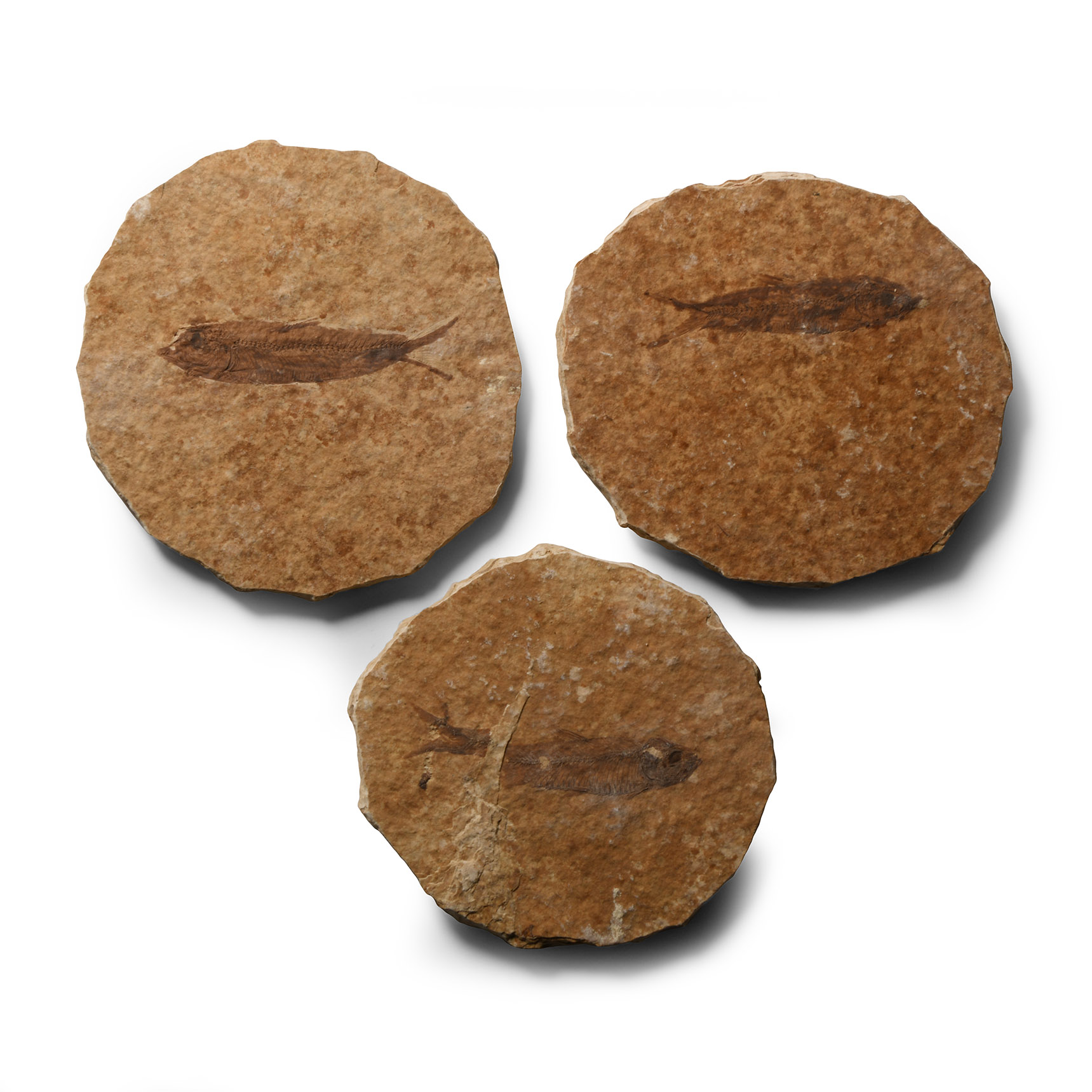 Natural History - Knightia Fossil Fish Group