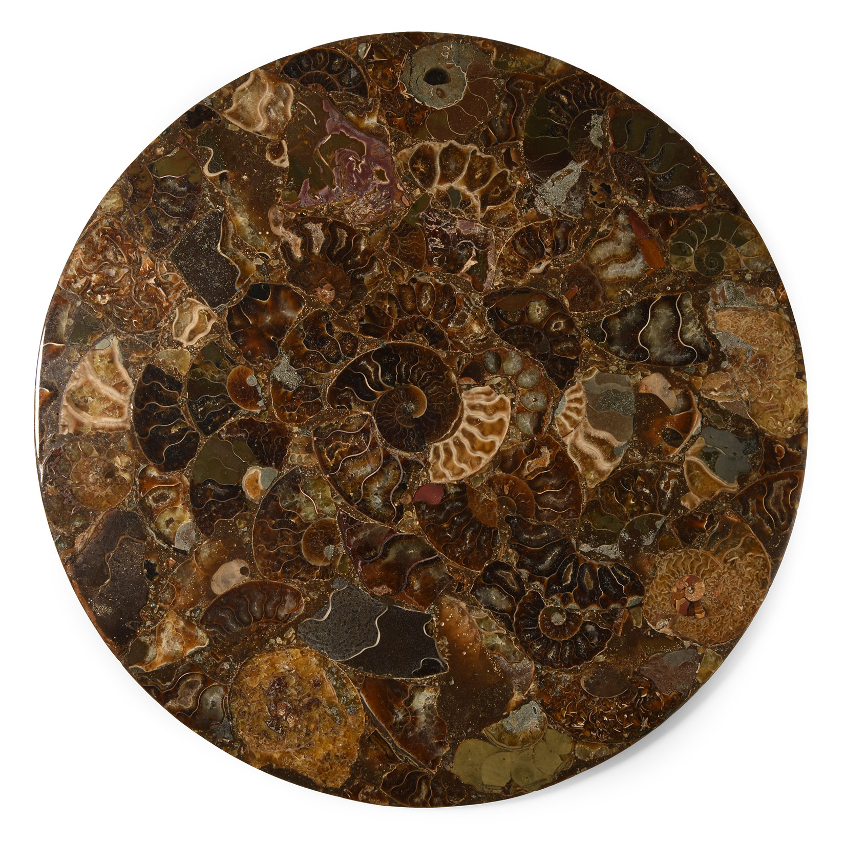 Natural History - Polished Fossil Ammonite Plate