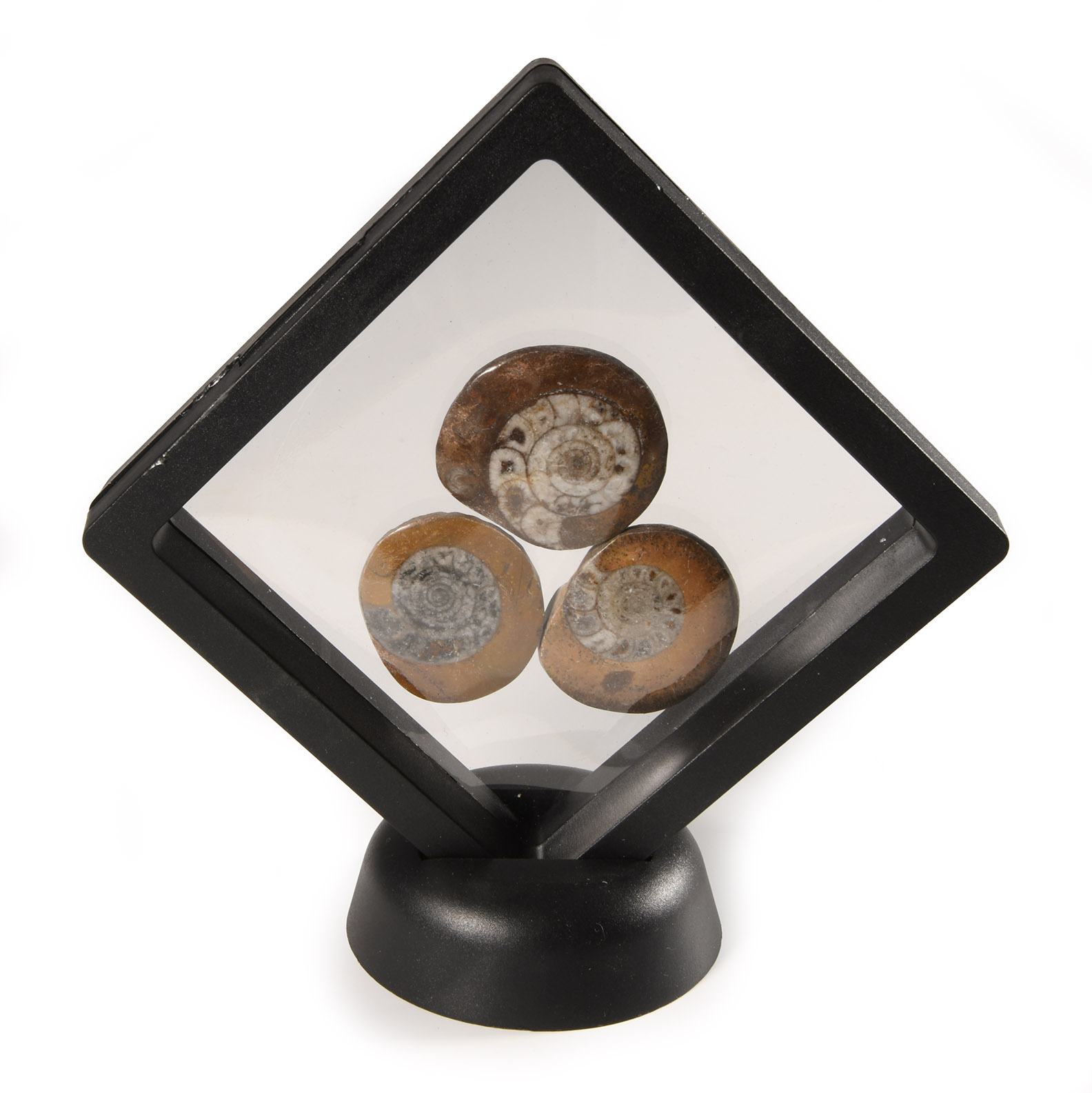 Natural History - Polished Fossil Goniatite Group