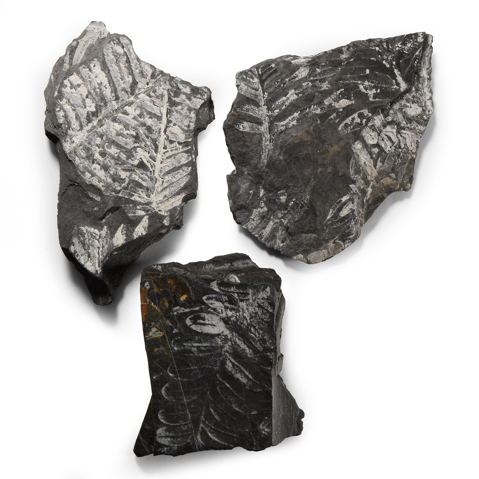 Natural History - Fossil Fern Fragments