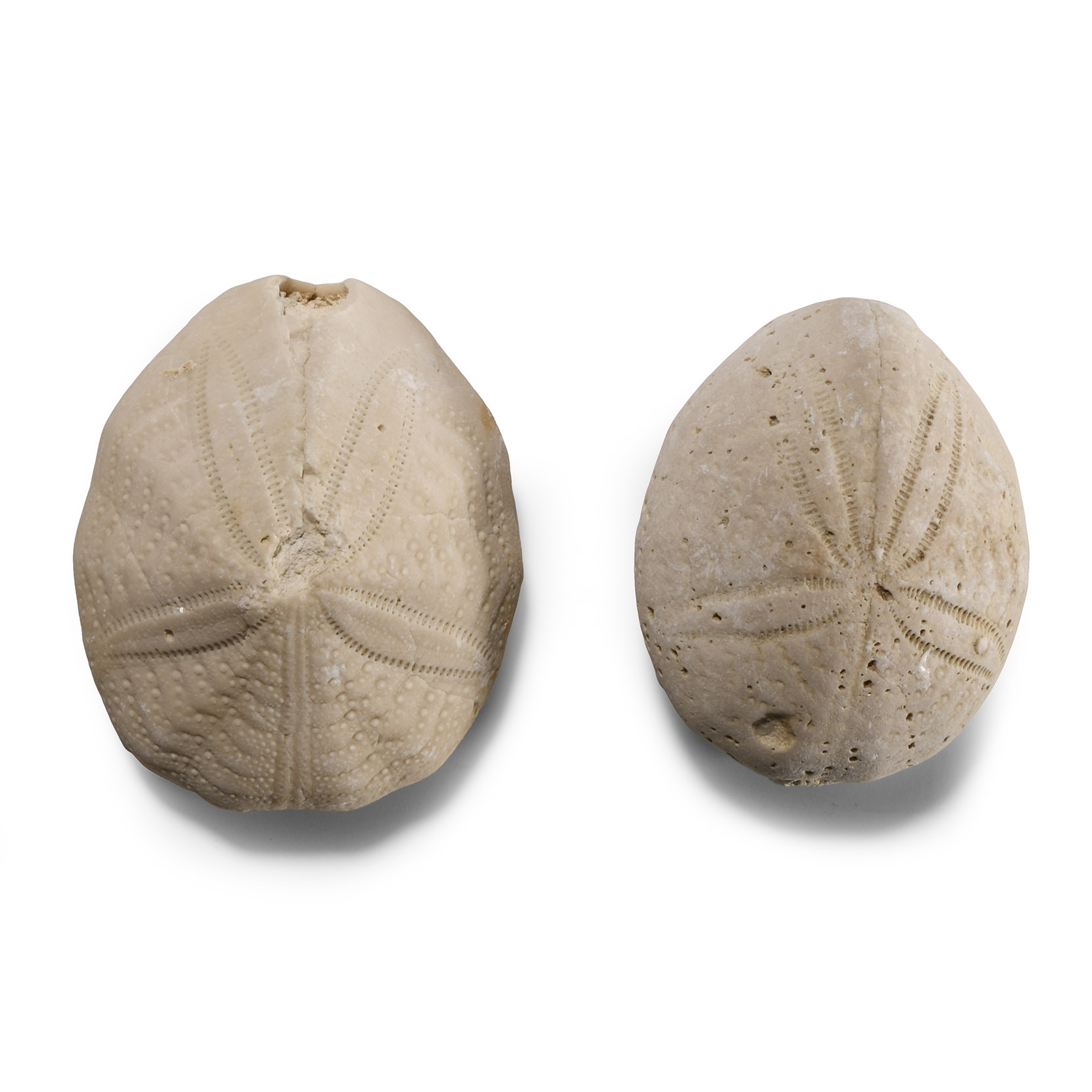 Natural History - Fossil Sea Urchin Pair