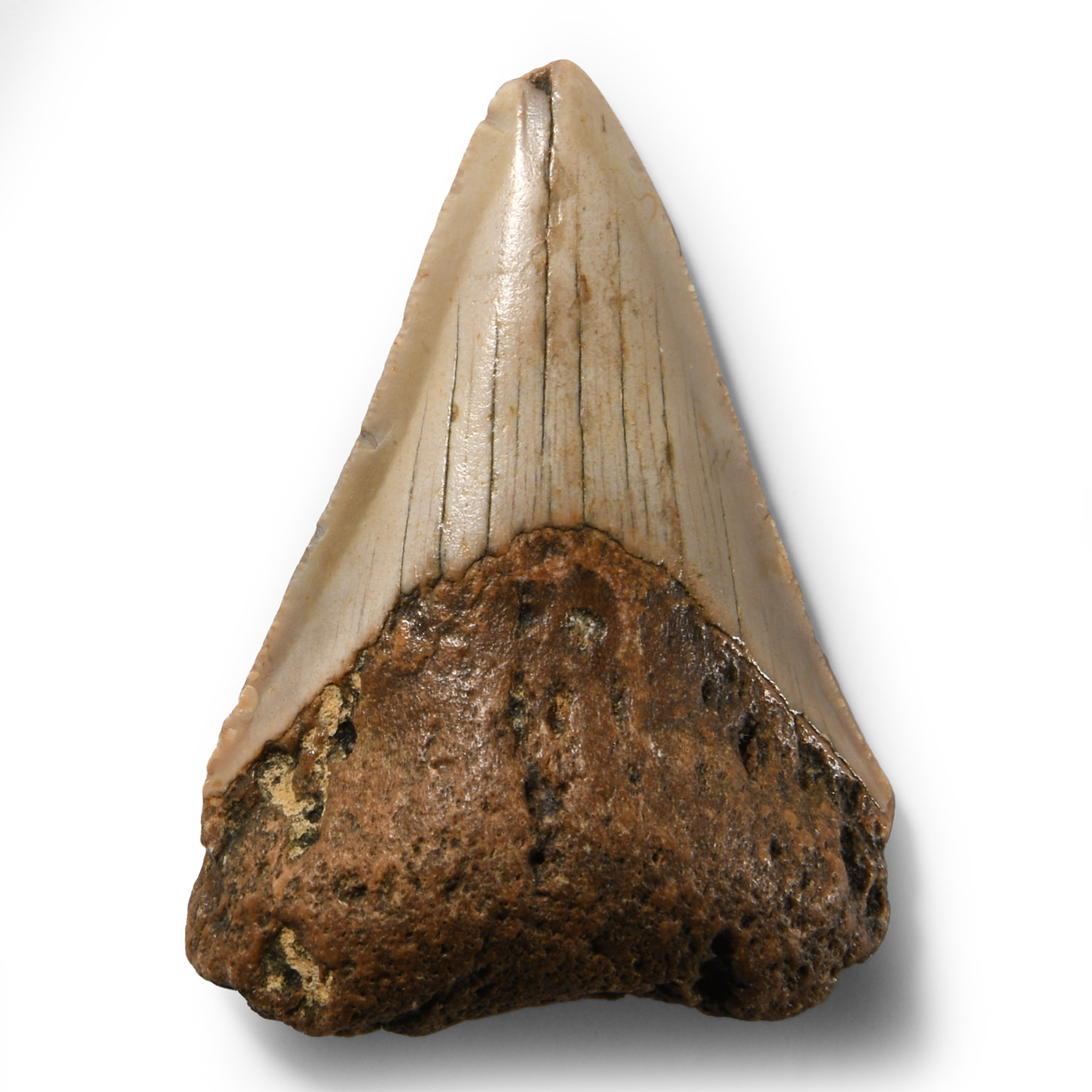 Natural History - Fossil Megalodon Giant Shark Tooth