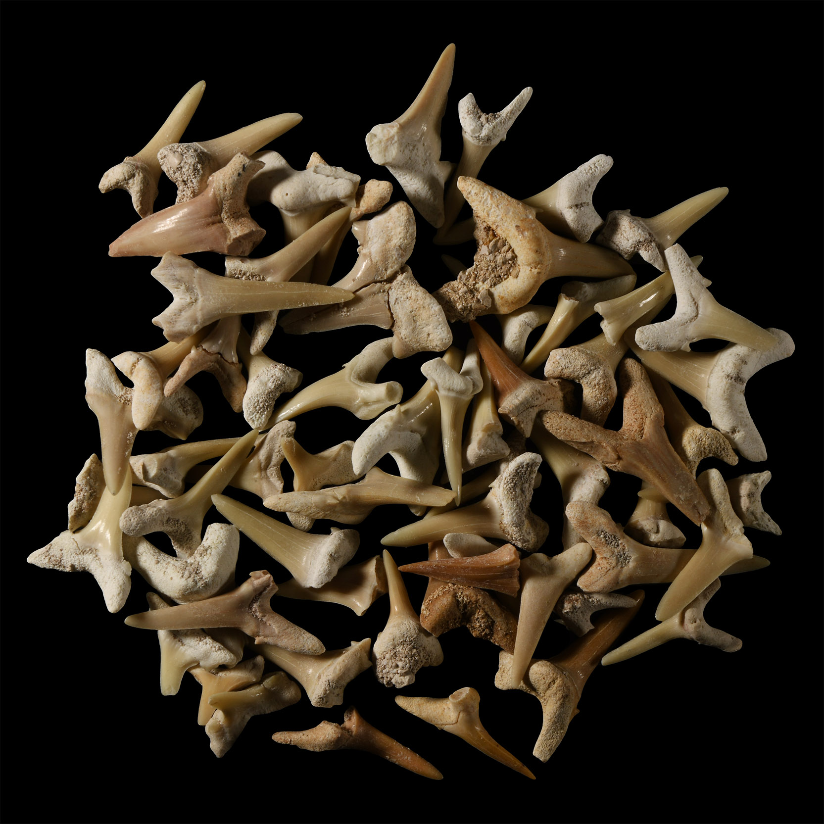 Natural History - Fossil Sand Shark Tooth Collection