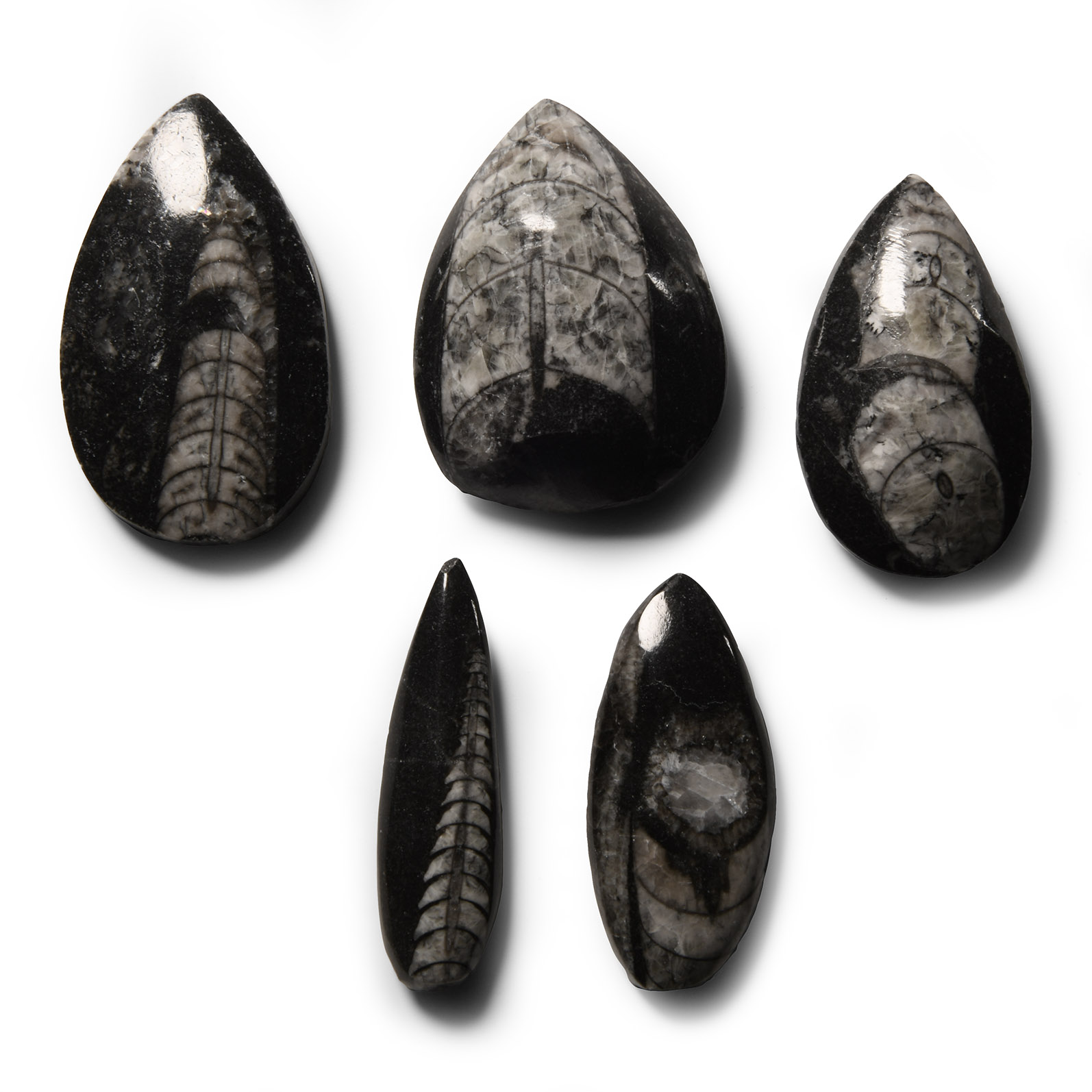 Natural History - Polished Fossil Orthoceras Group