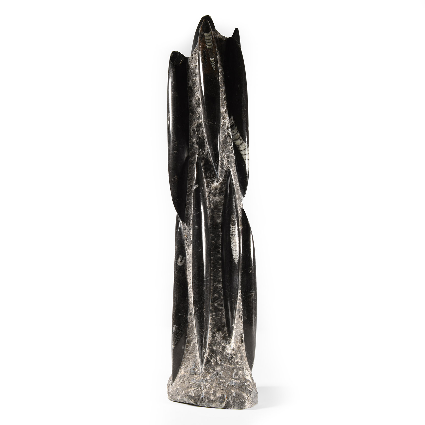 Natural History - Polished Fossil Orthoceras Column