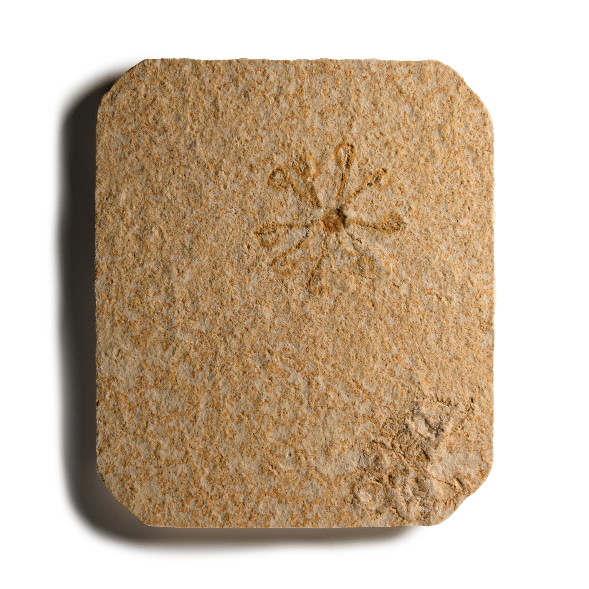 Natural History - Fossil Sinosura Brittlestar
