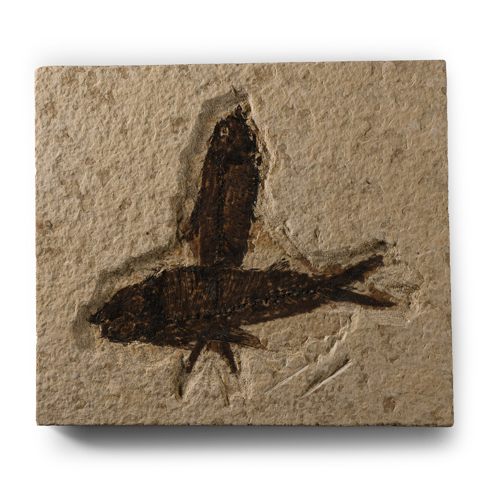 Natural History - Green River Fossil Fish Group