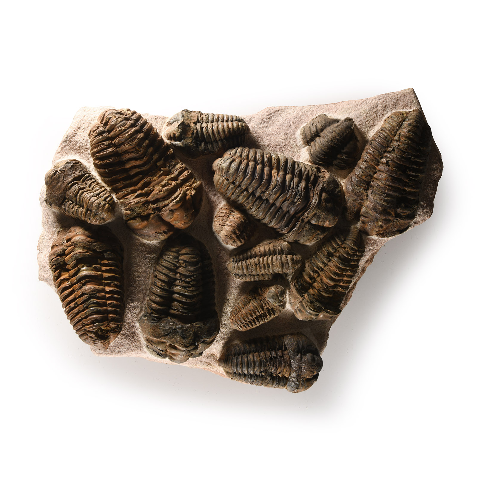 Natural History - Large Flexicalymene Fossil Trilobite Cluster