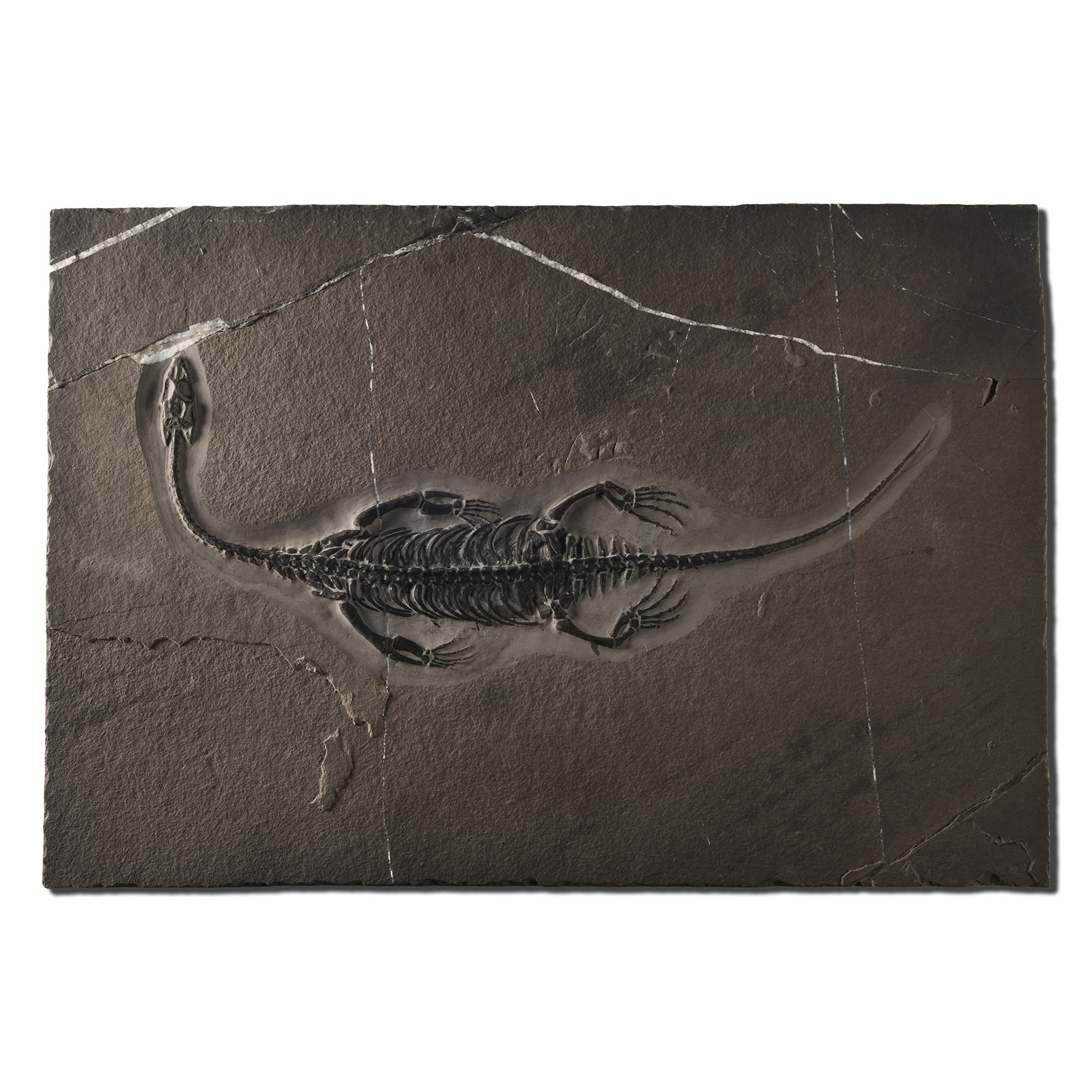 Natural History - Fossil Keichousaurus Marine Reptile Skeleton