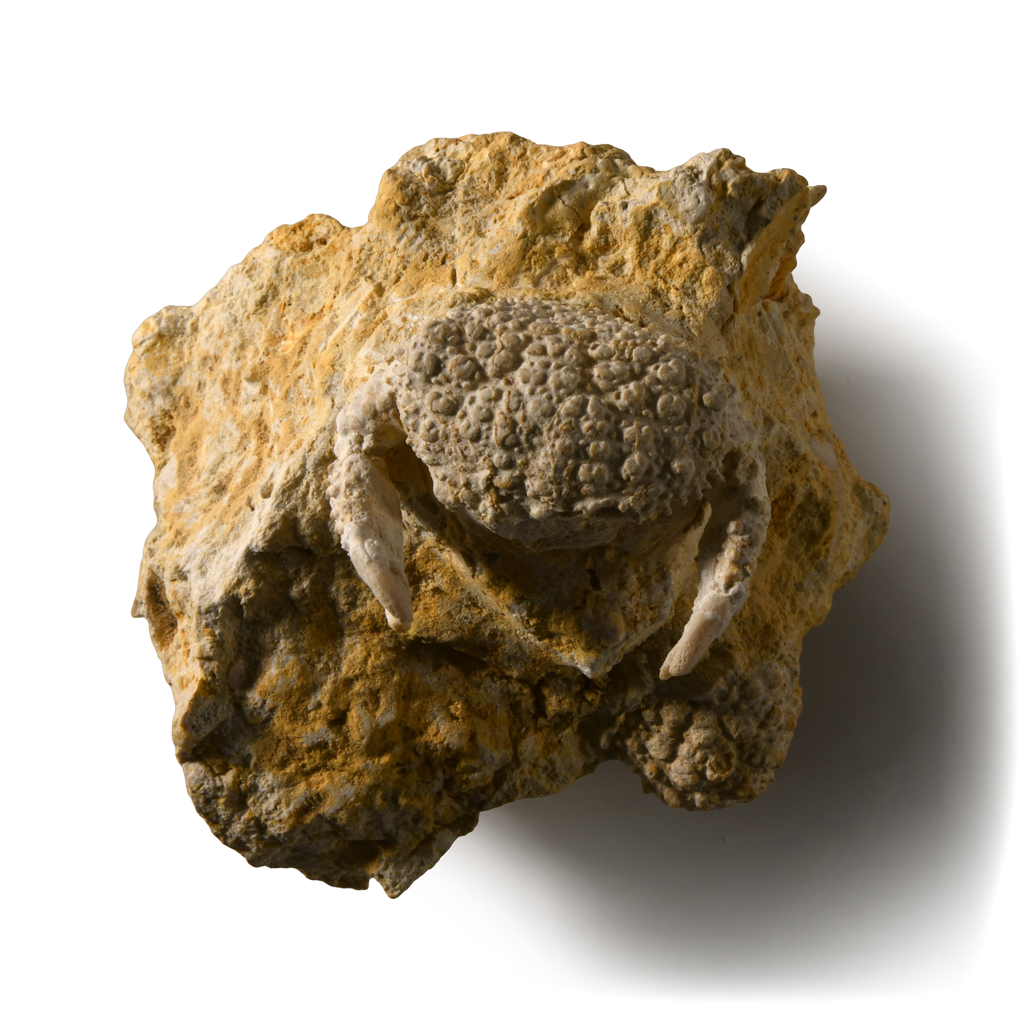 Natural History - Daira Fossil Crab