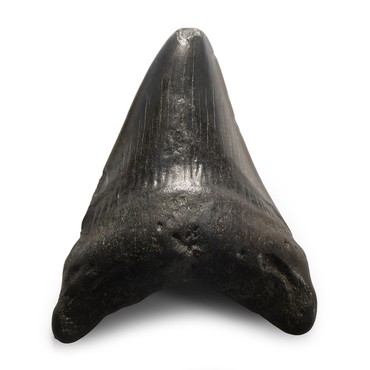 Natural History - Megalodon Giant Shark Fossil Tooth