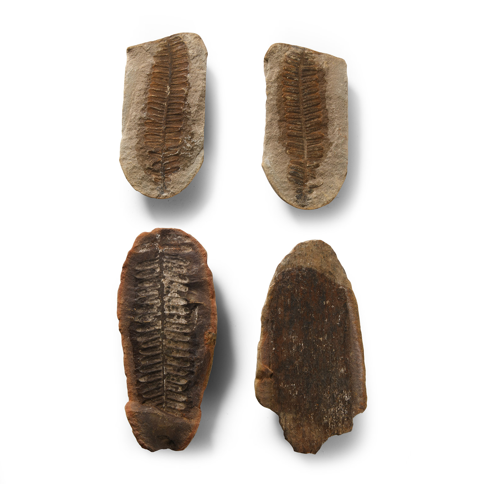 Natural History - Fossil Seed Fern Group
