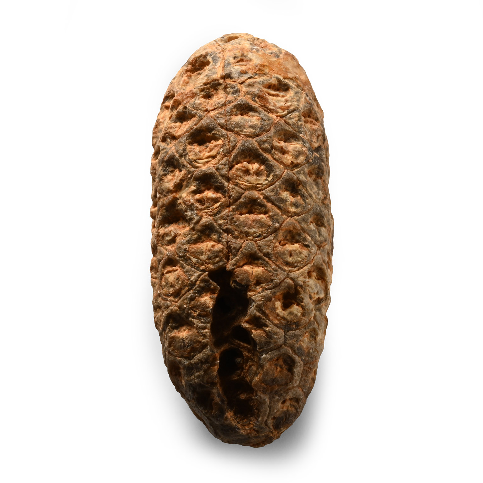 Natural History - Fossil Pine Cone