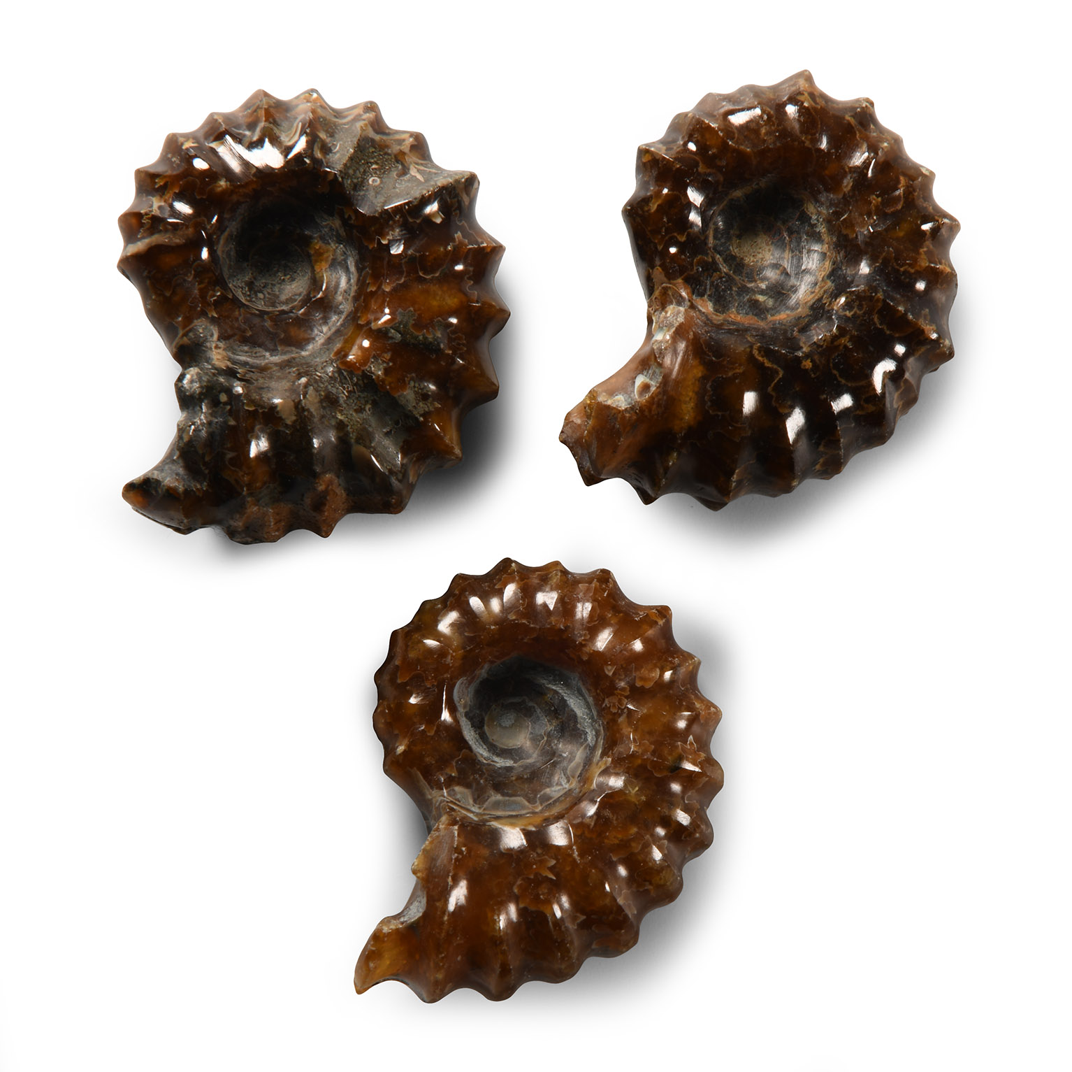 Natural History - Polished Douvilleiceras Fossil Ammonite Group